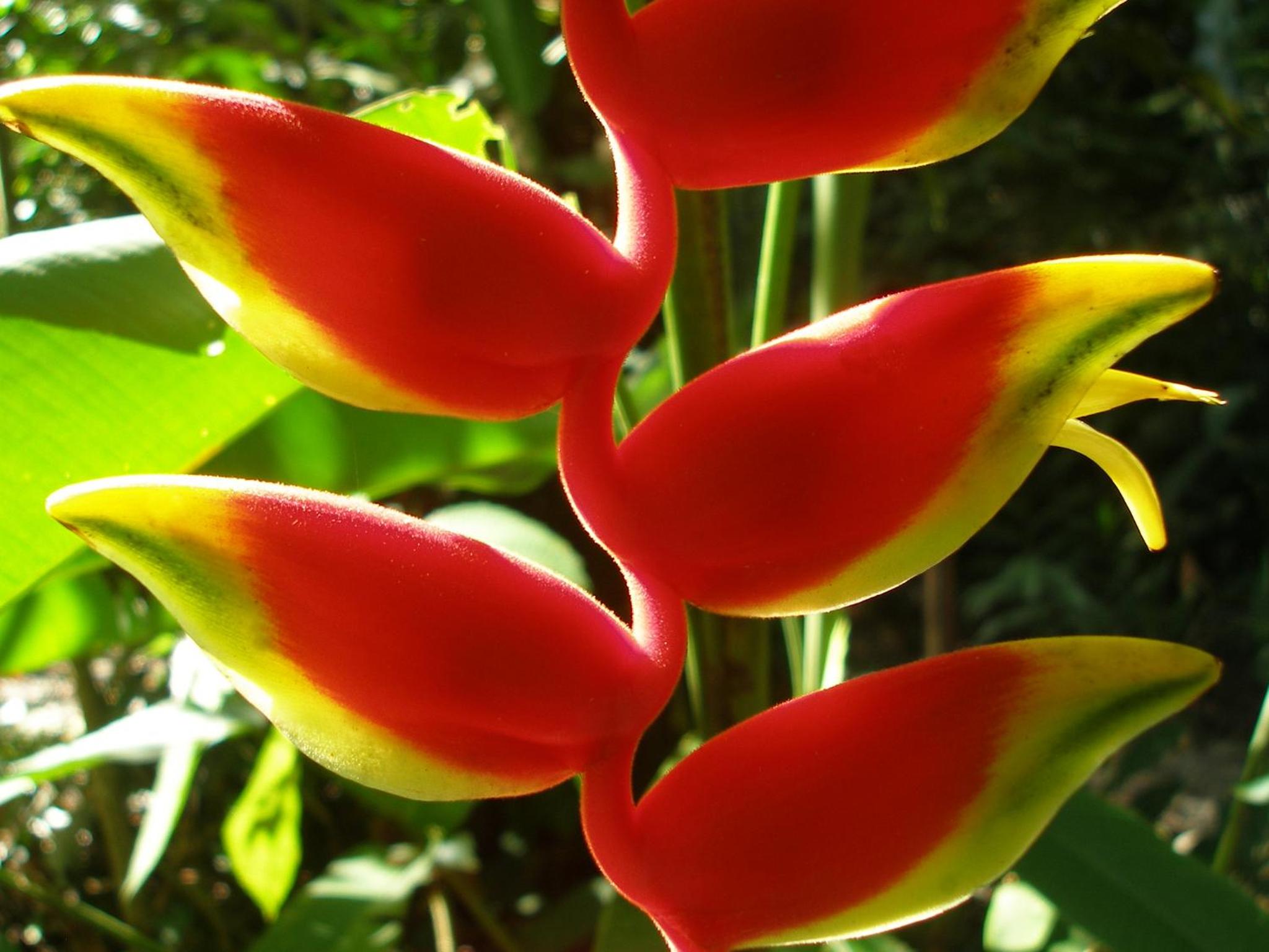 El Colibri Lodge