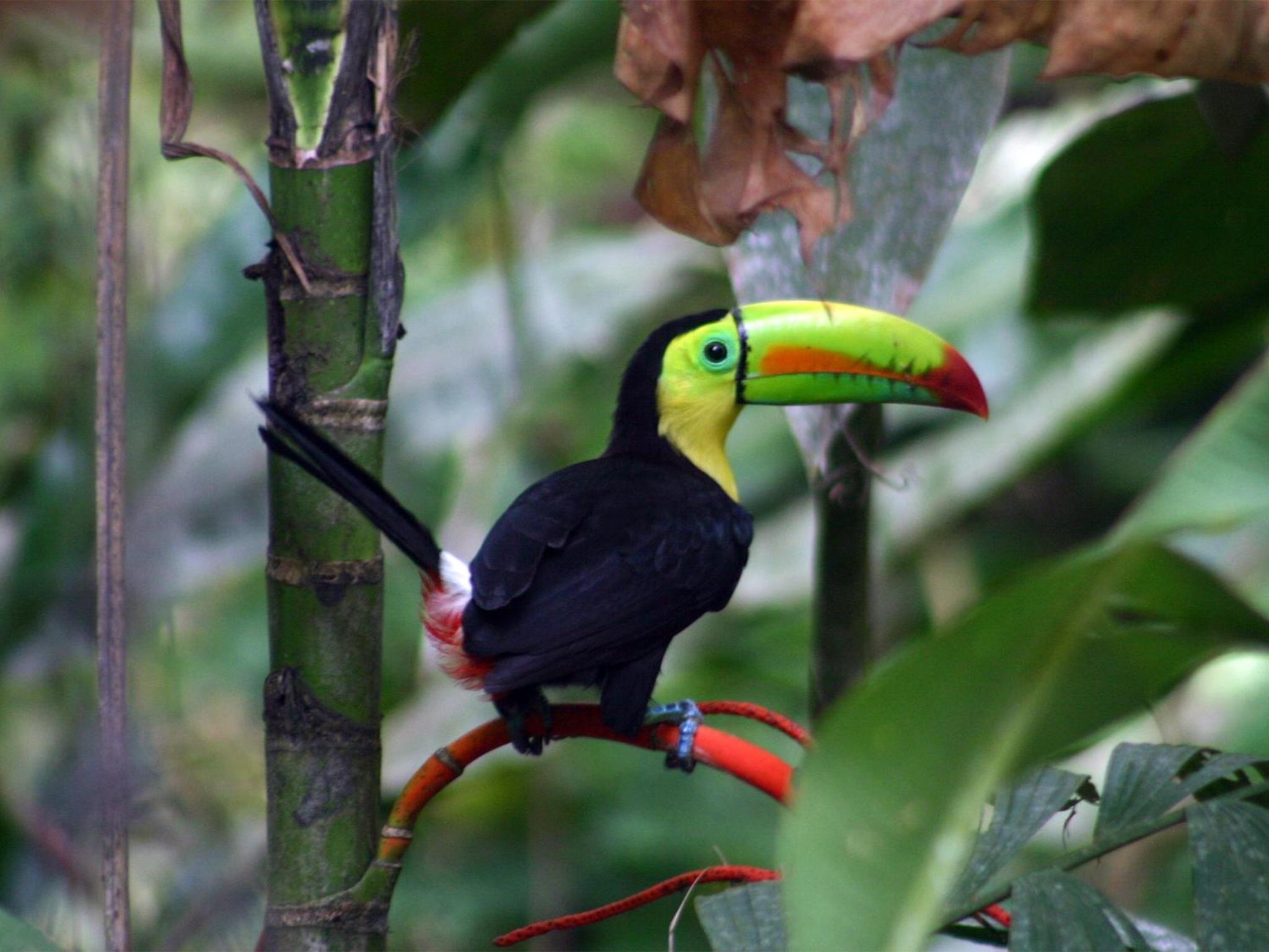 El Colibri Lodge