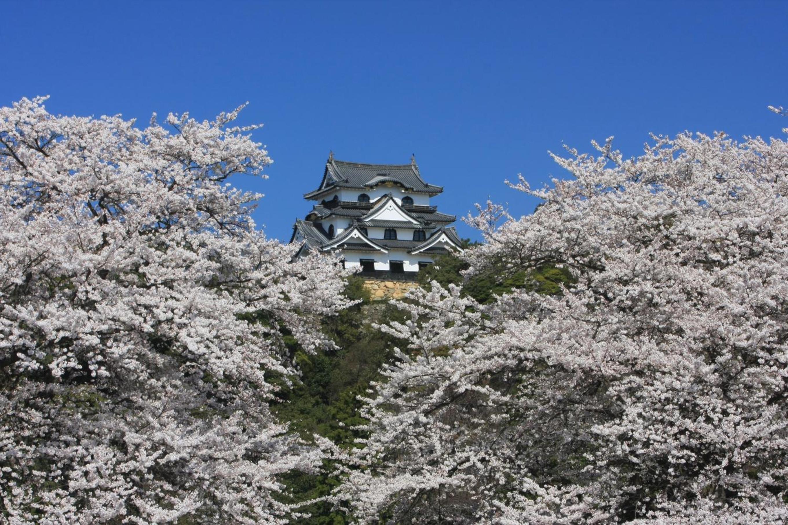 Dantokan Kikunoya