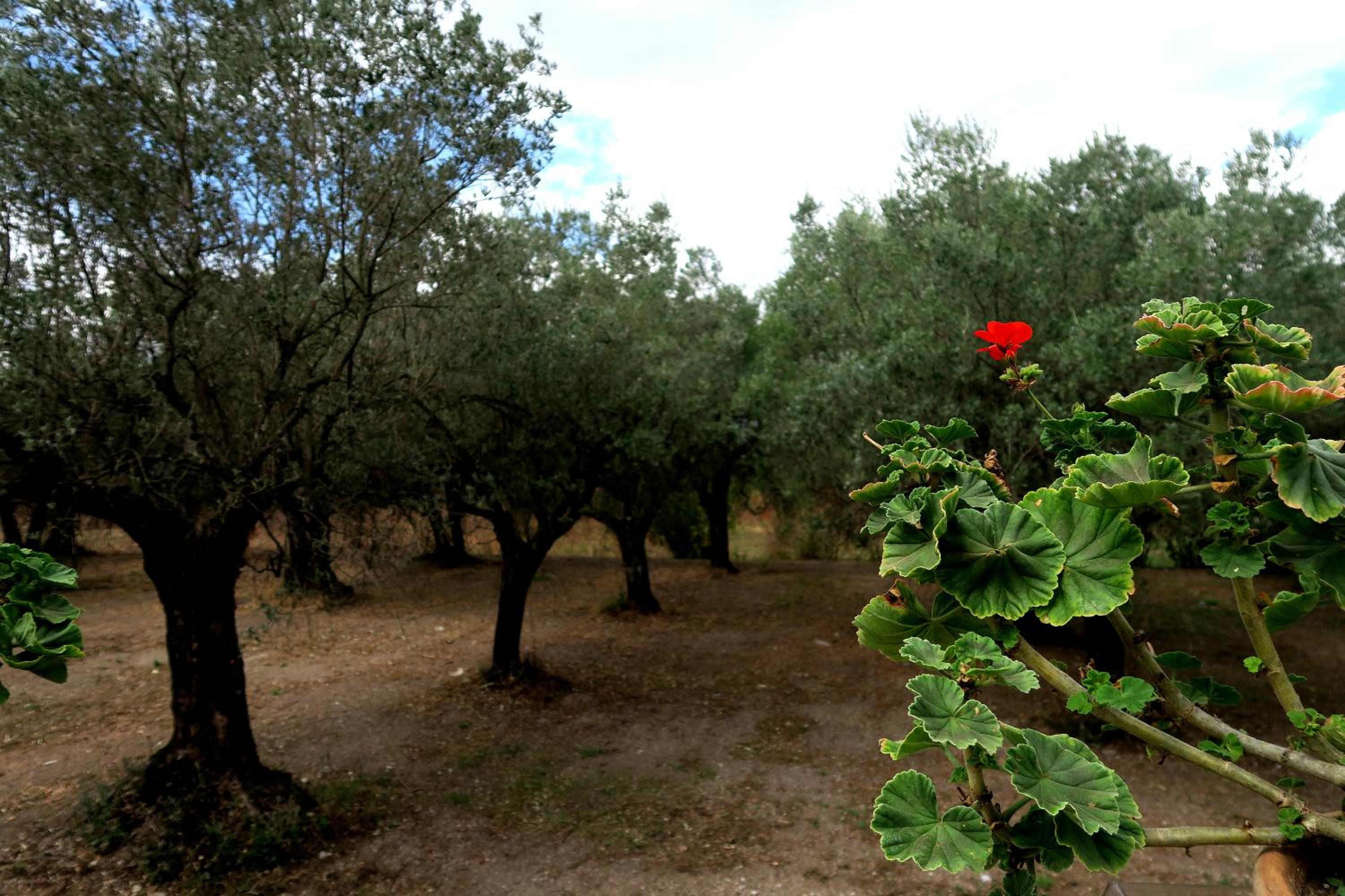 La Tortora