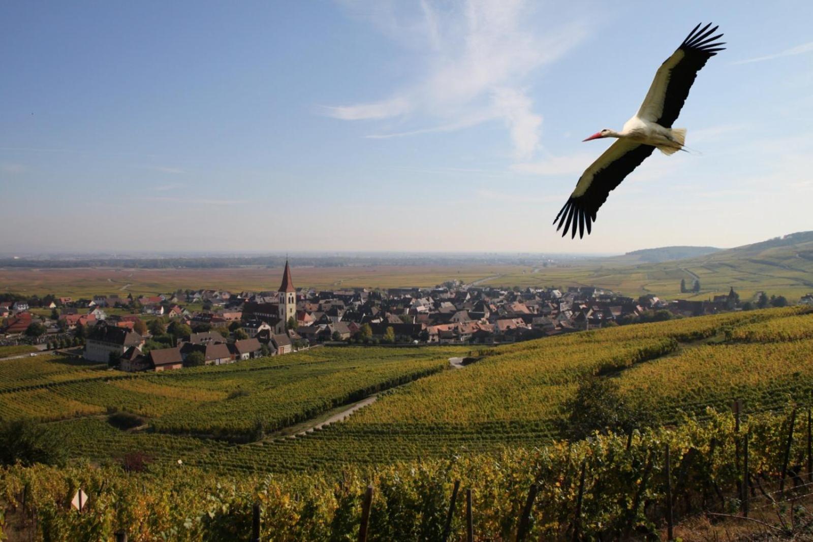 Les Chambres Du Vignoble view 3