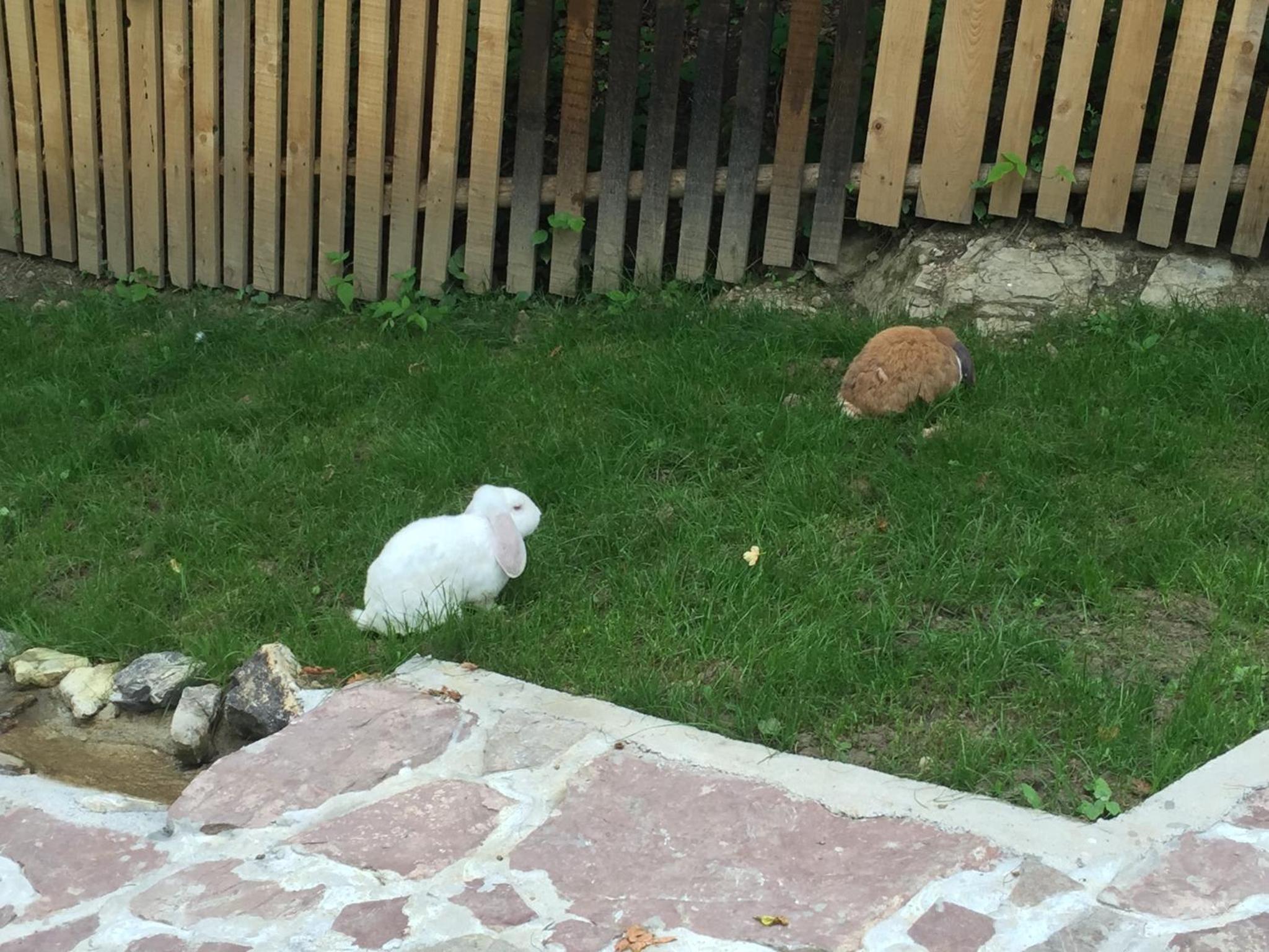 Photo 134