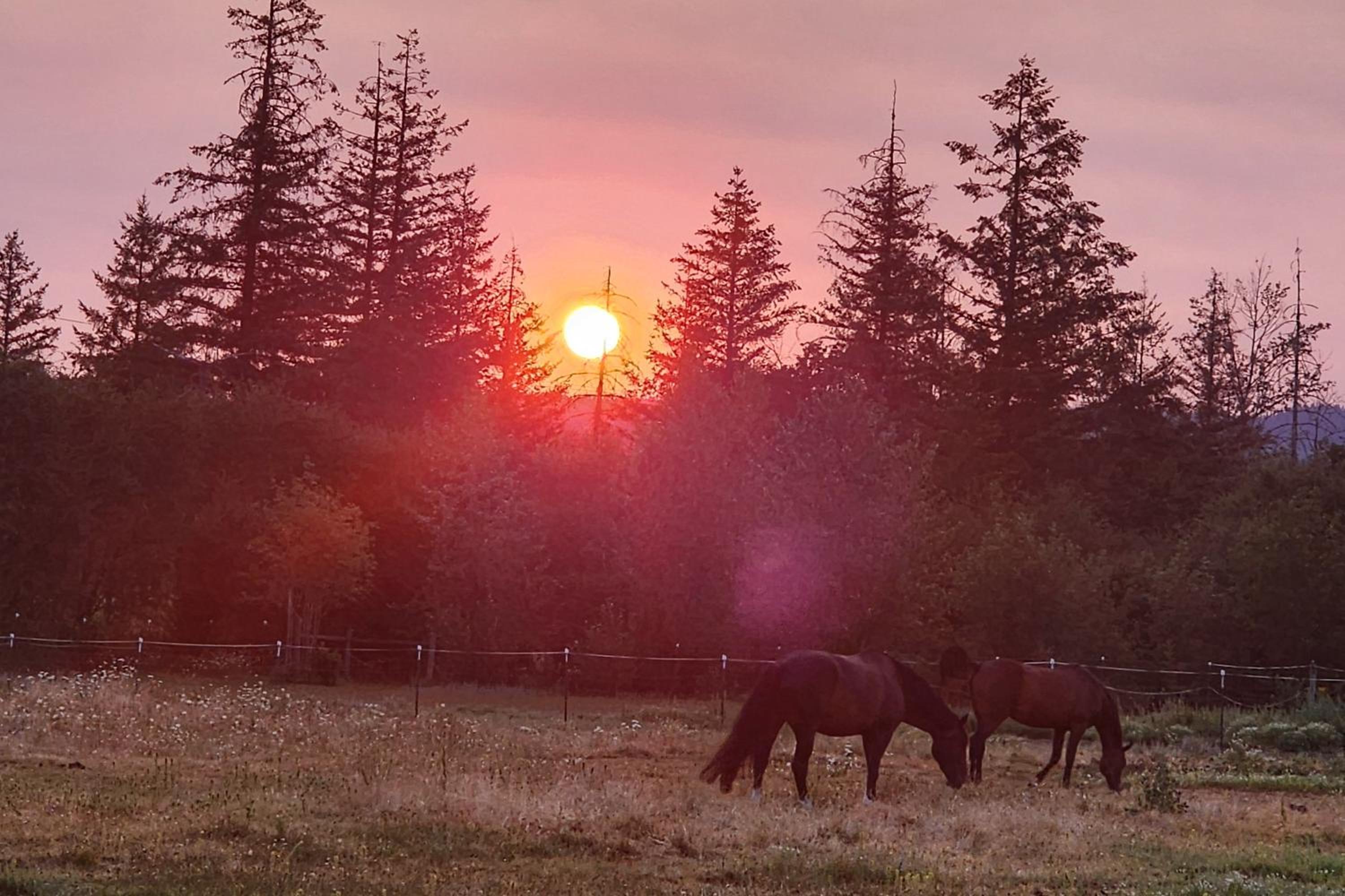 Willamette Valley Home on Working Horse Farm!