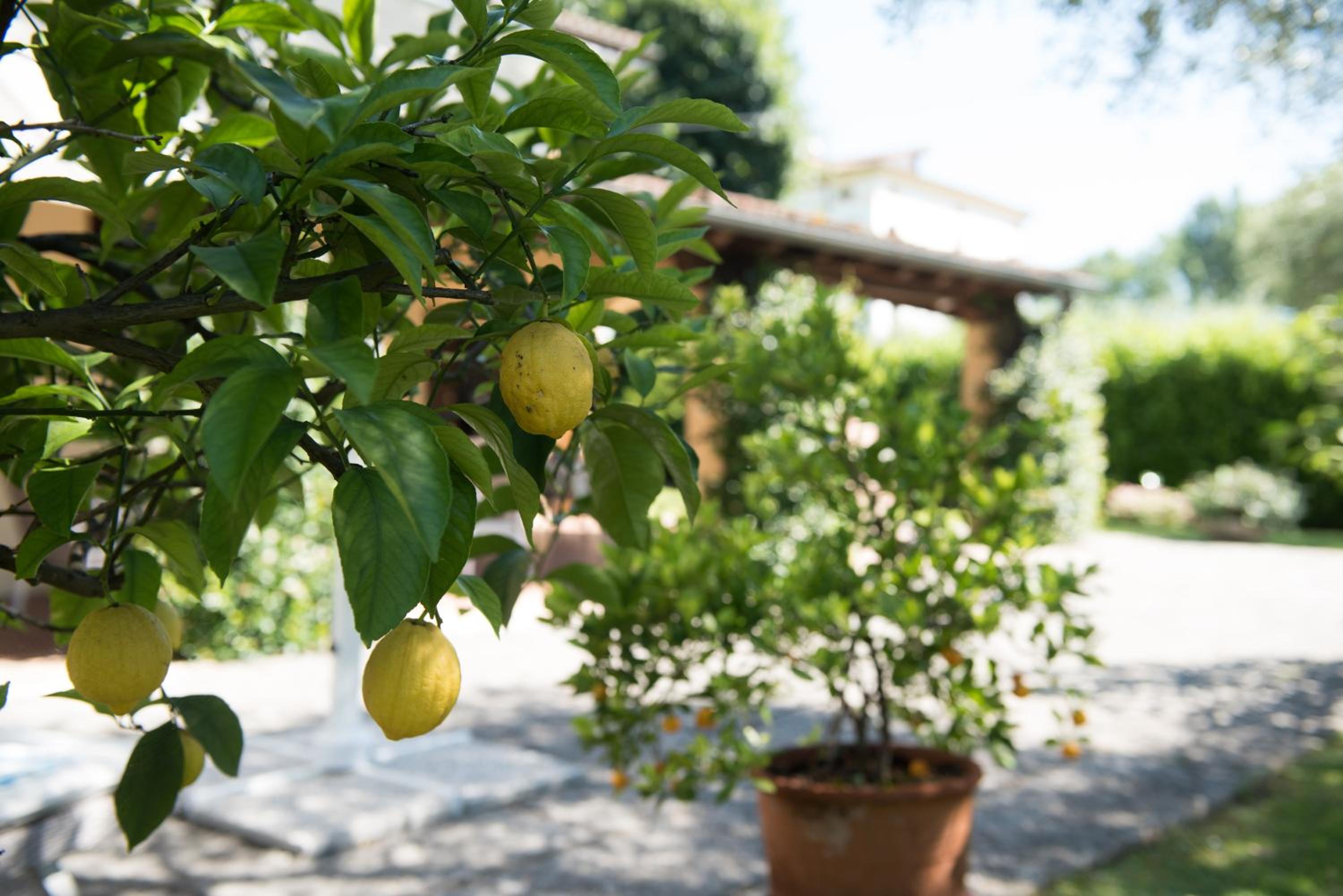 Le Tre Querce B&B, photo 11