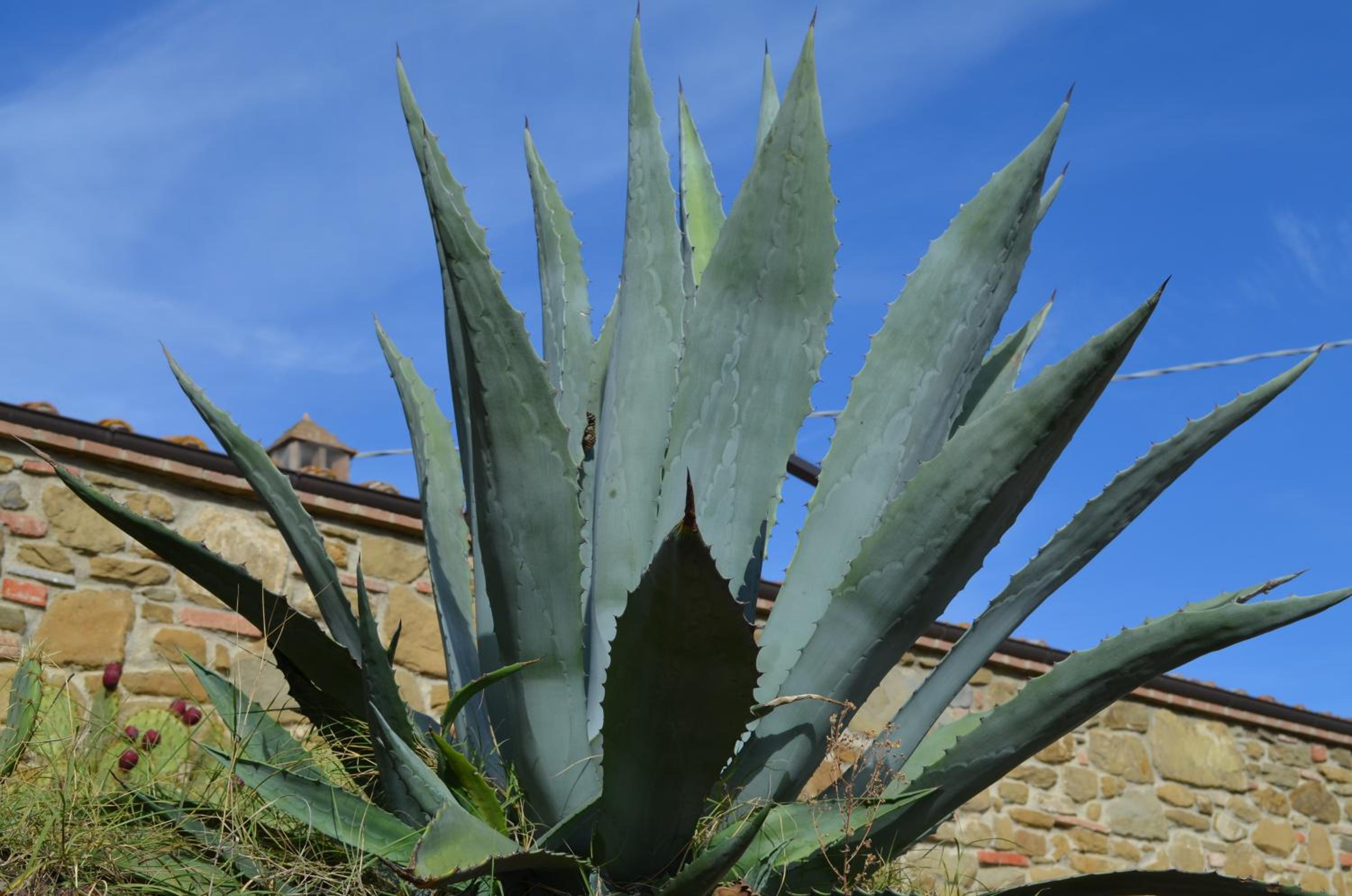 Agriturismo Poggio del Pero