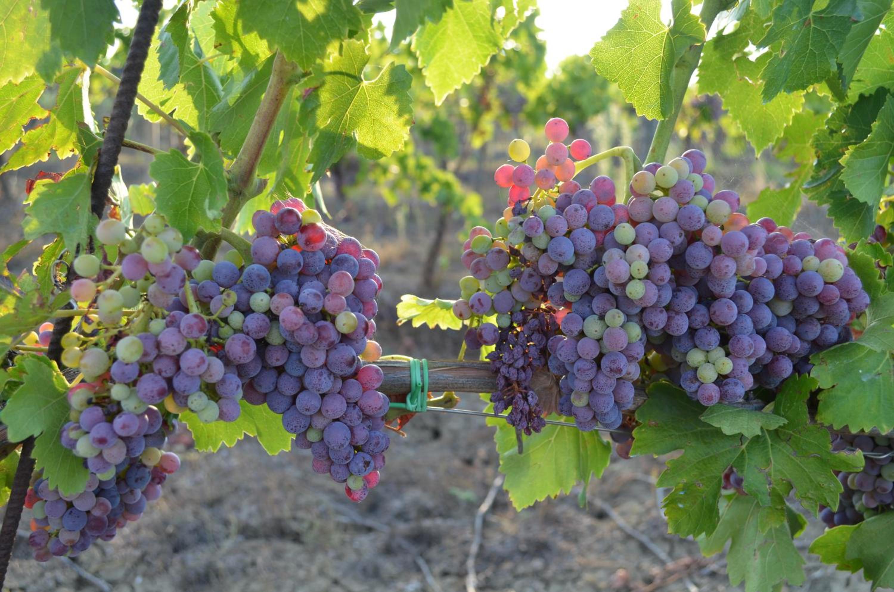 Agriturismo Poggio del Pero