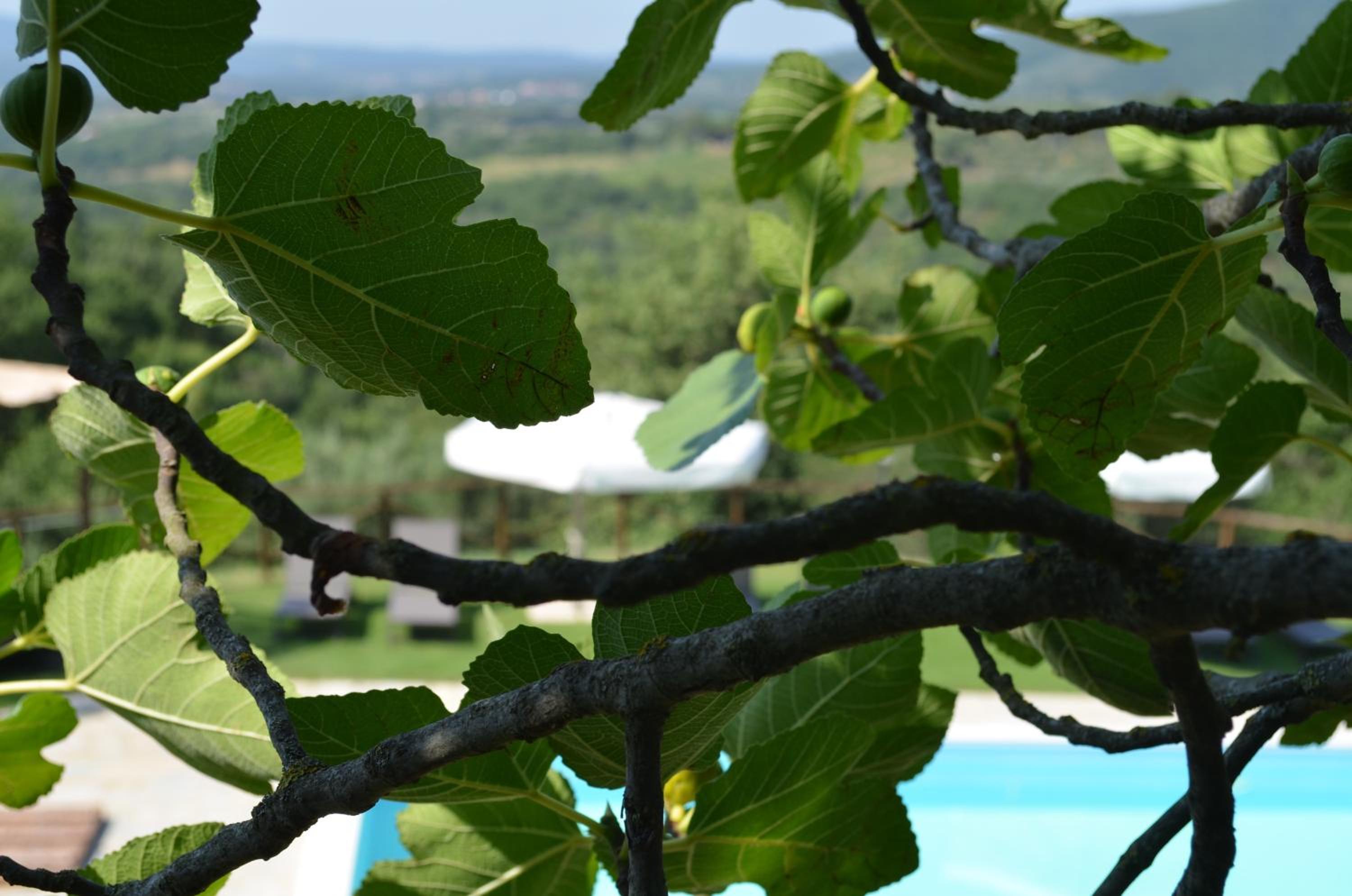 Agriturismo Poggio del Pero