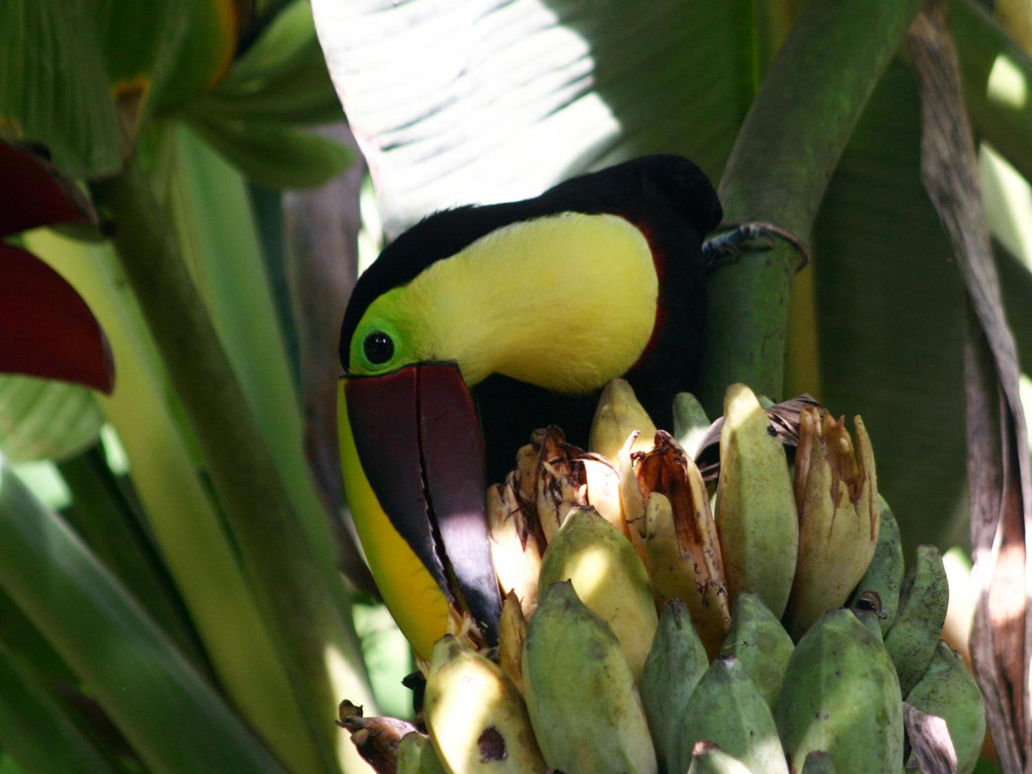 El Colibri Lodge