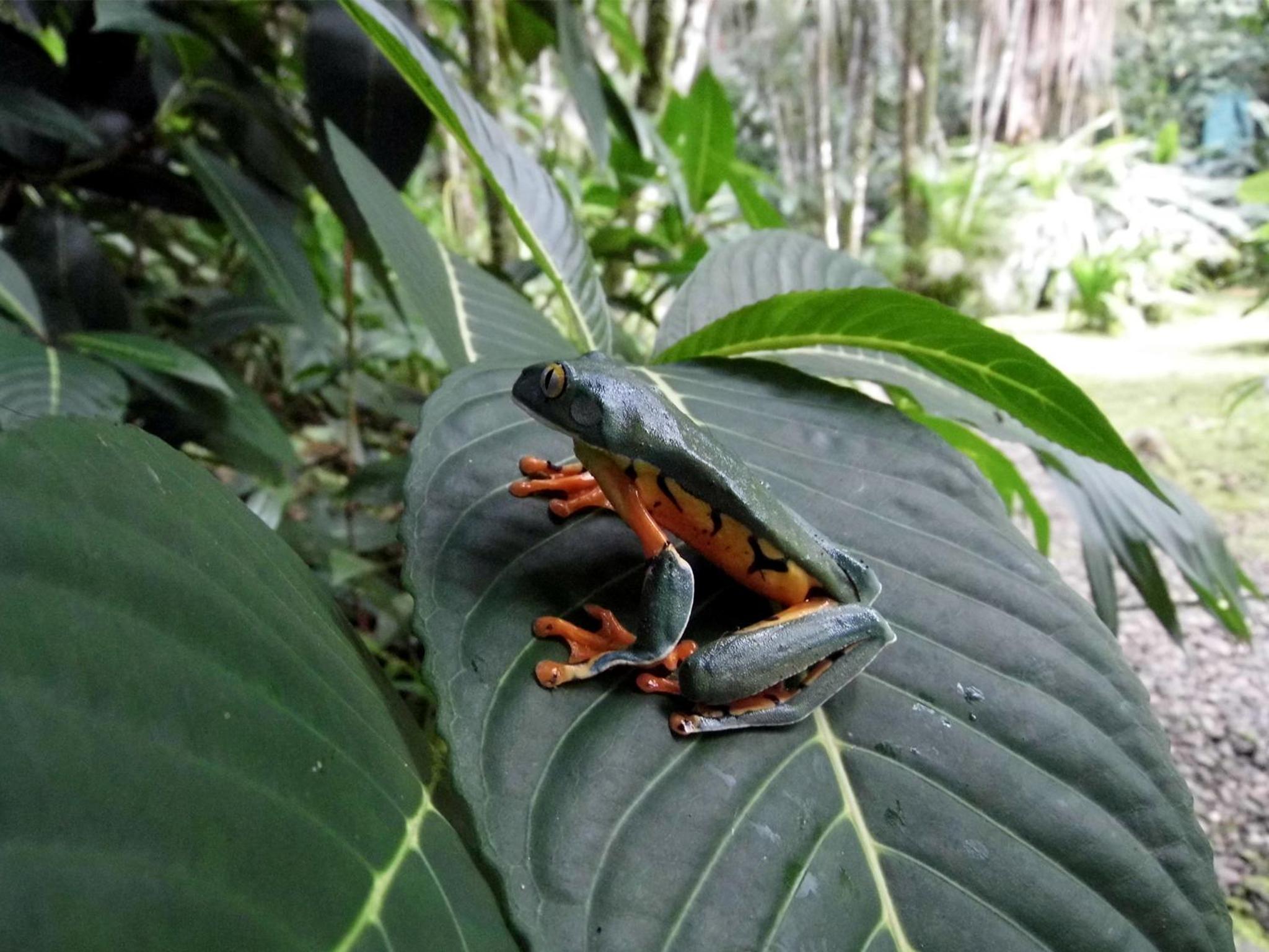 El Colibri Lodge