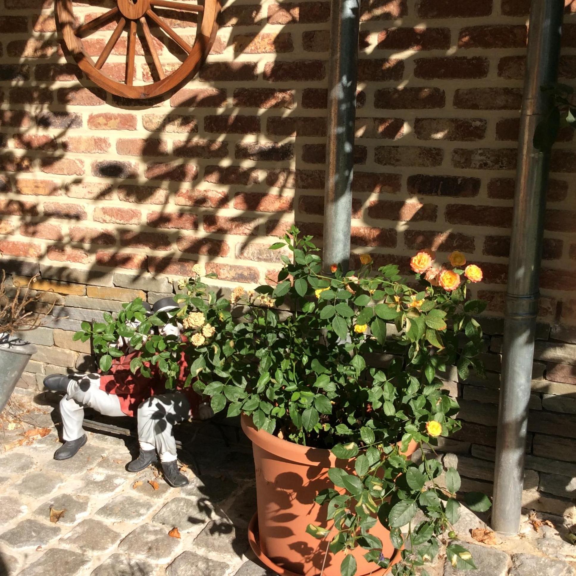 Le Goupil