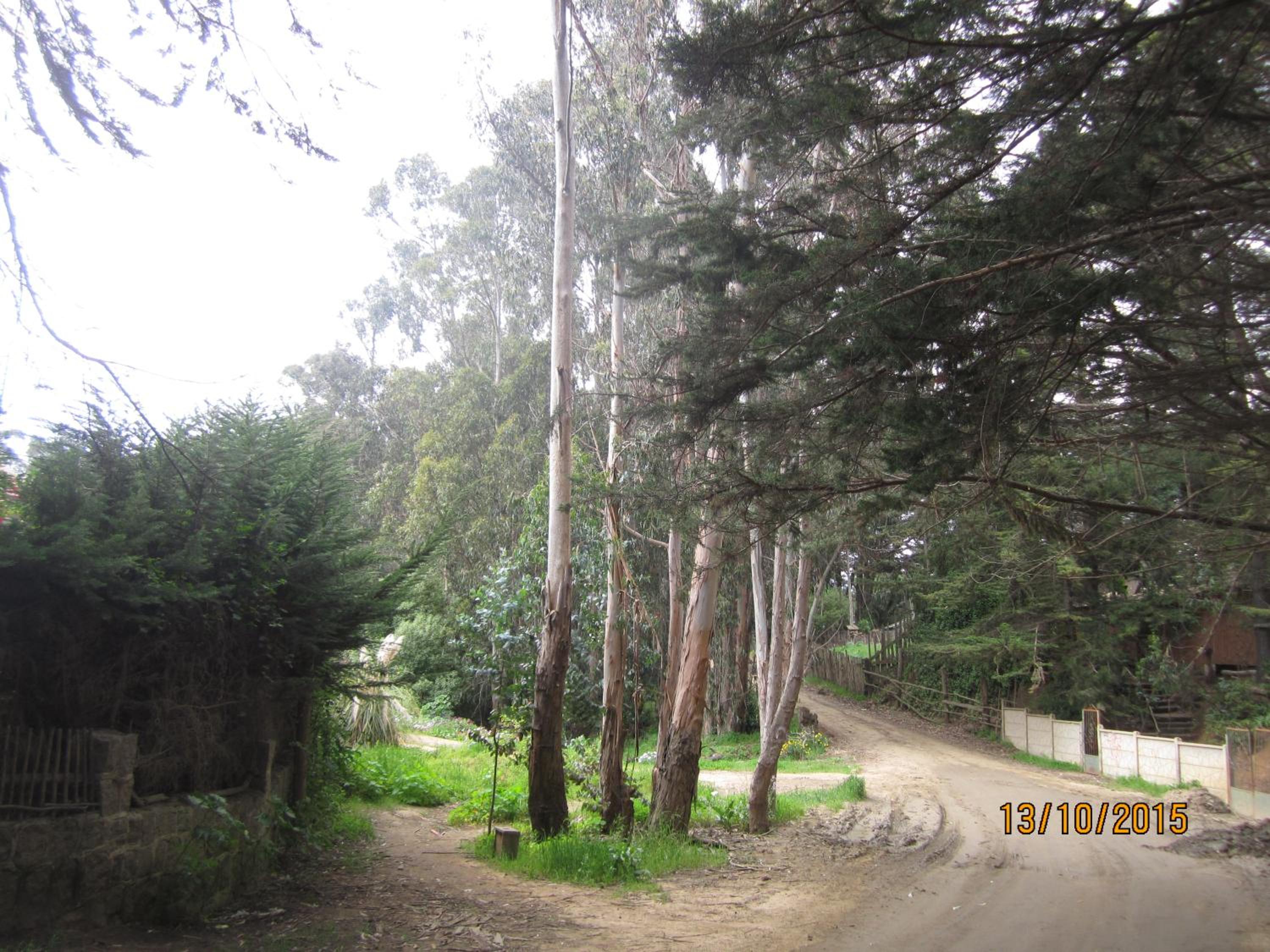 Cabañas Tu Bosque, photo 33