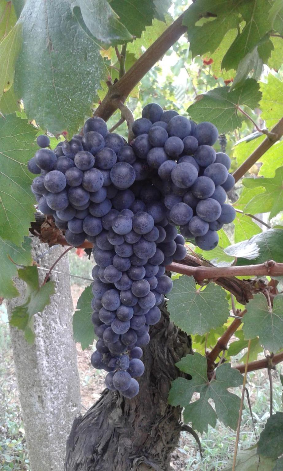 Agriturismo Cascina Tollu