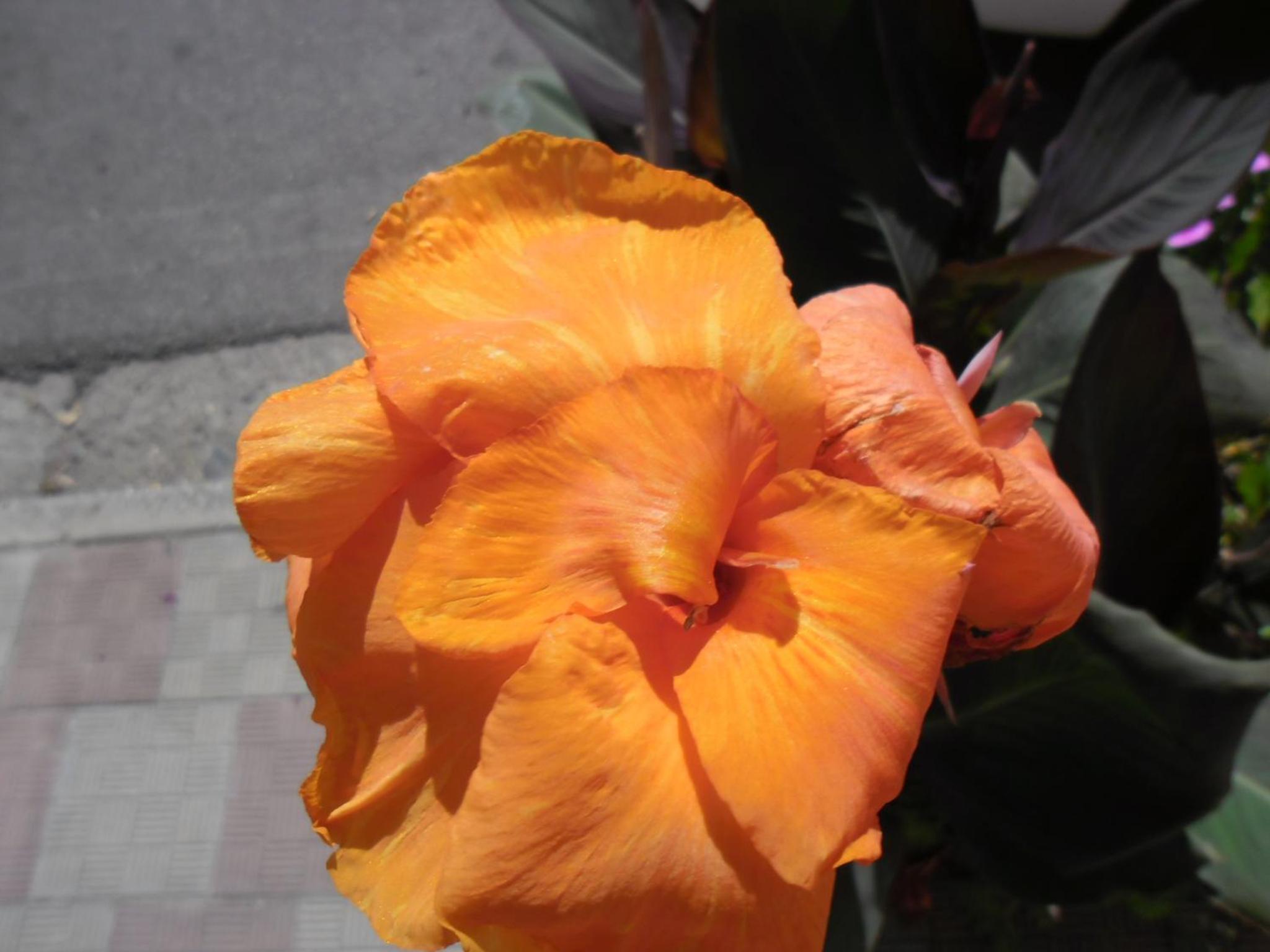 Photo 44