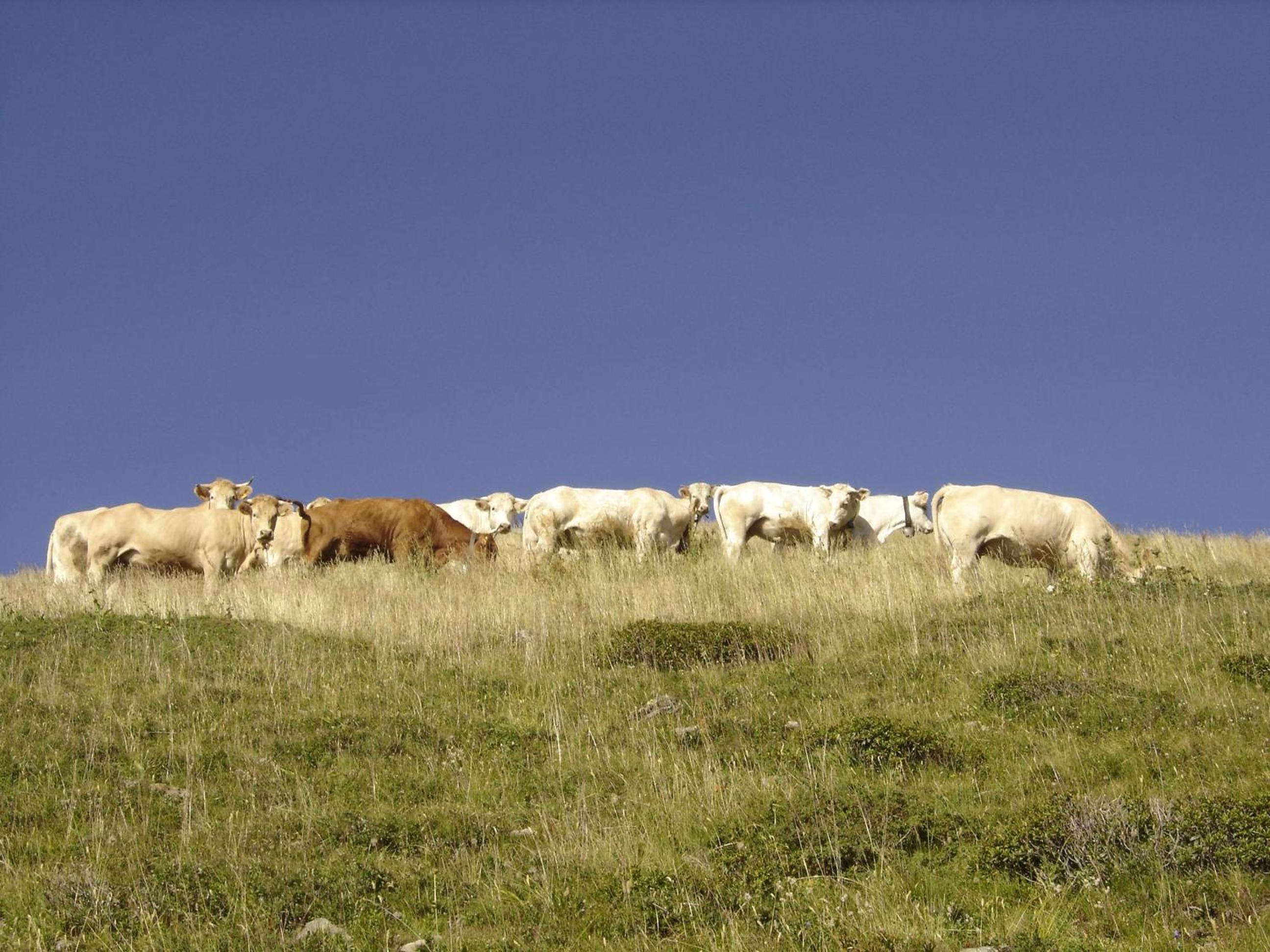 Gîte Le Cerf de Belledonne