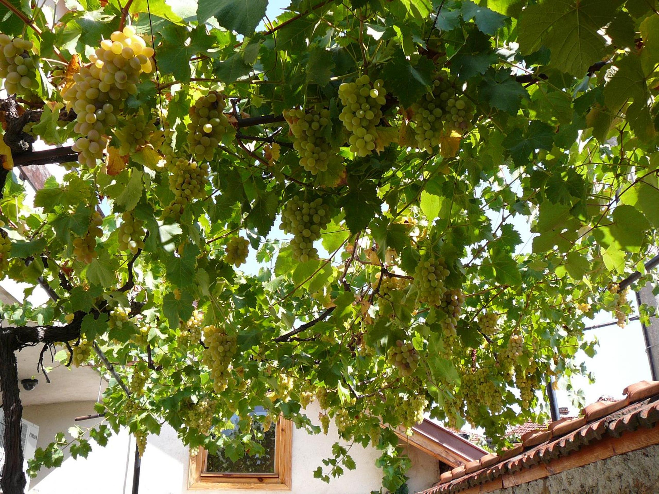Guesthouse Argacho