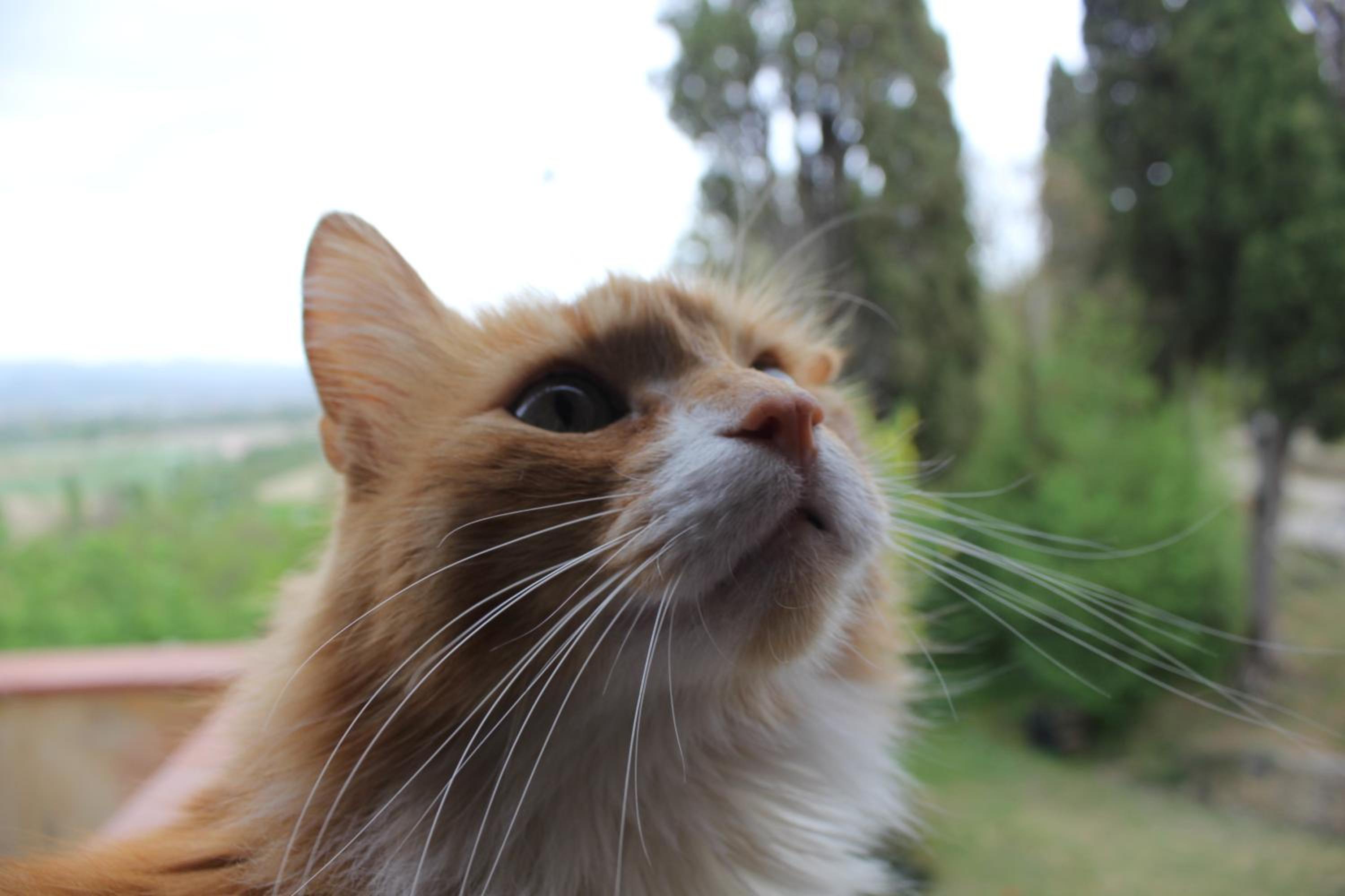 Badia il Vingone