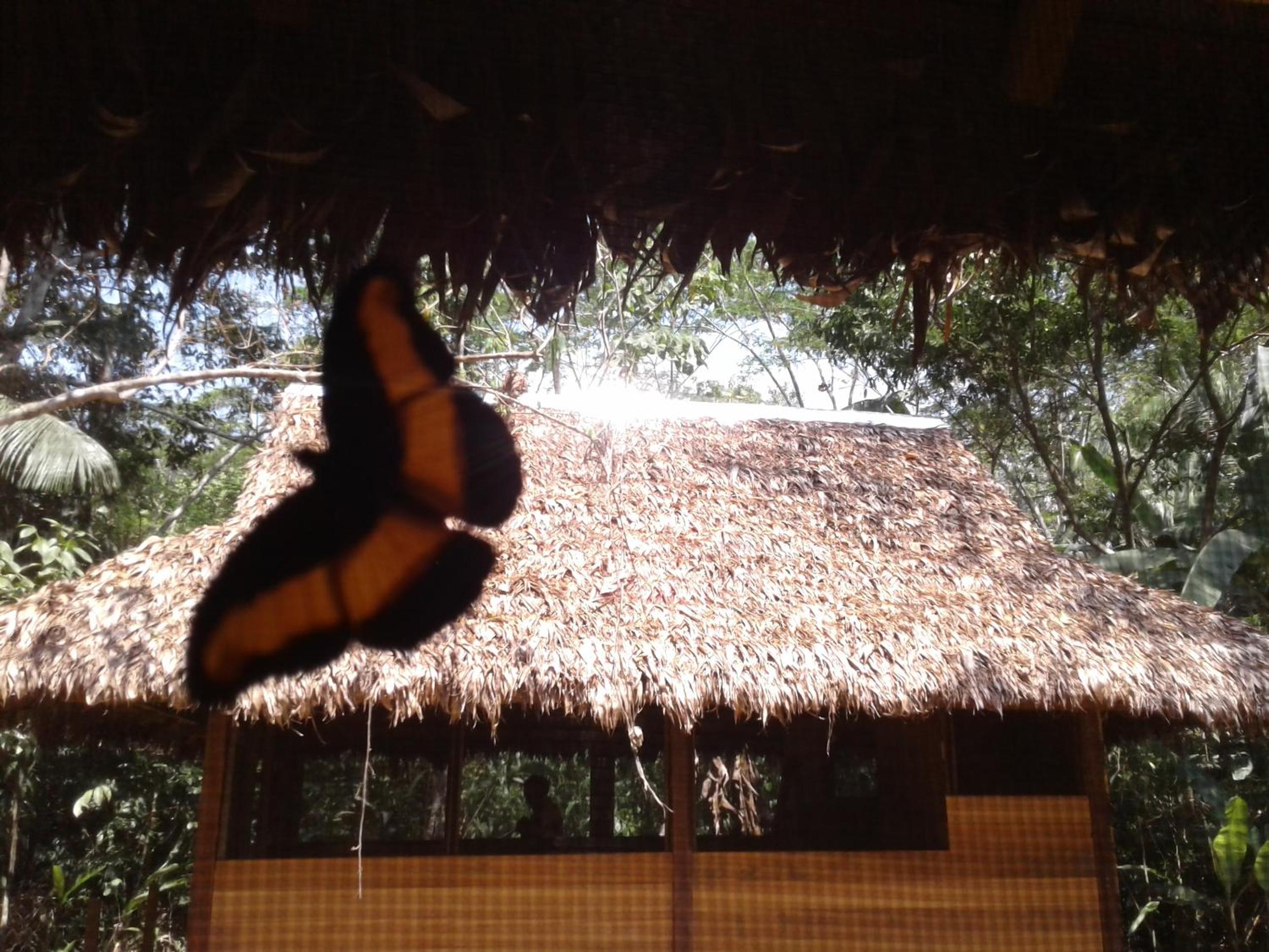 Ecolucerna Lodge Tambopata