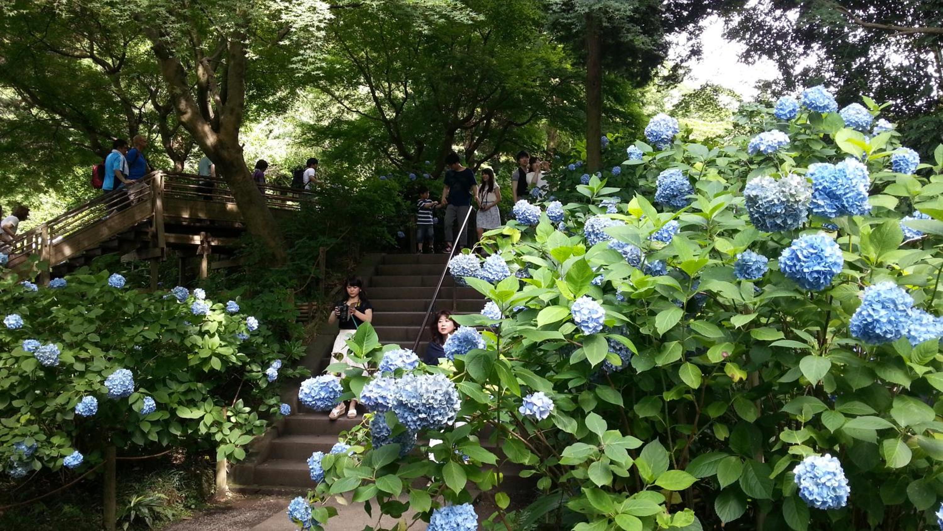 Enoshima Guest House 134