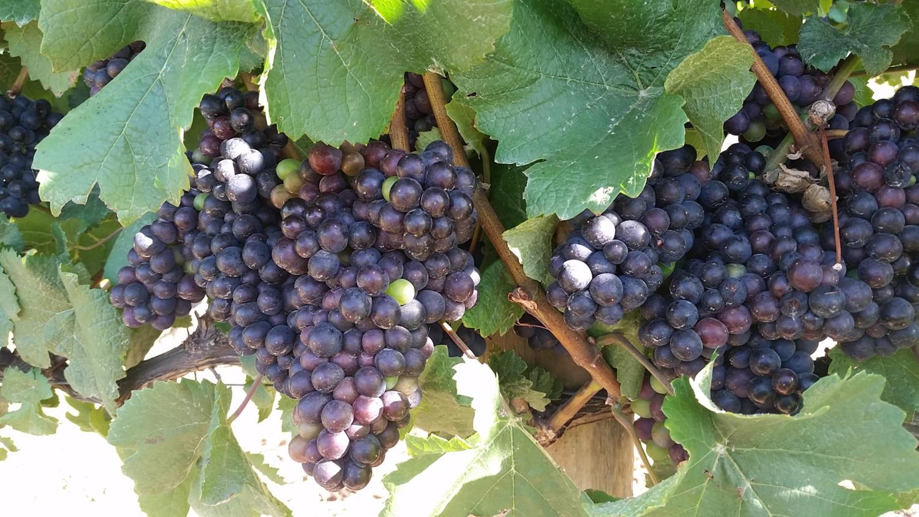 Paul Wallace Wines & Cottages
