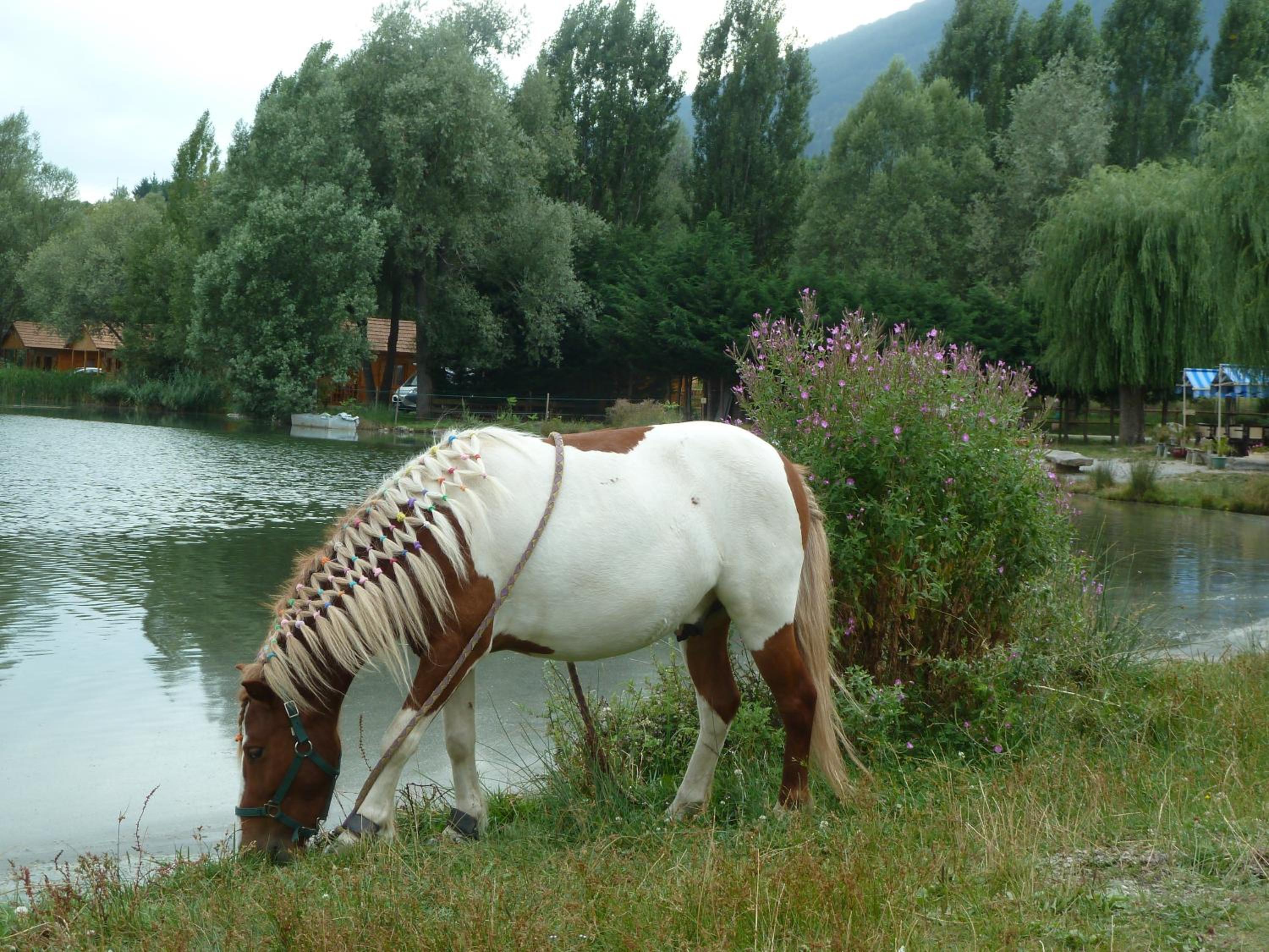 Photo 46