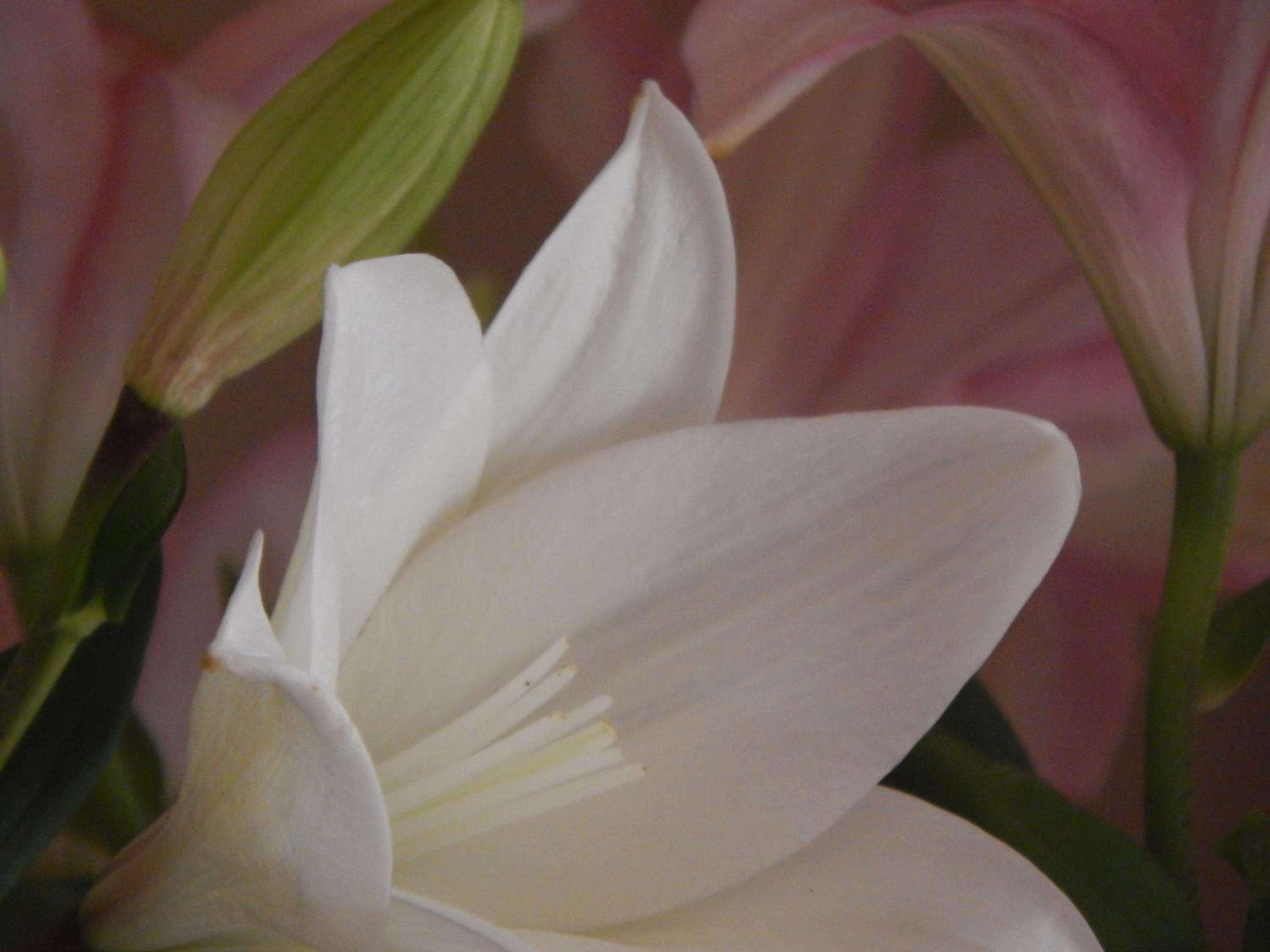 Photo 36