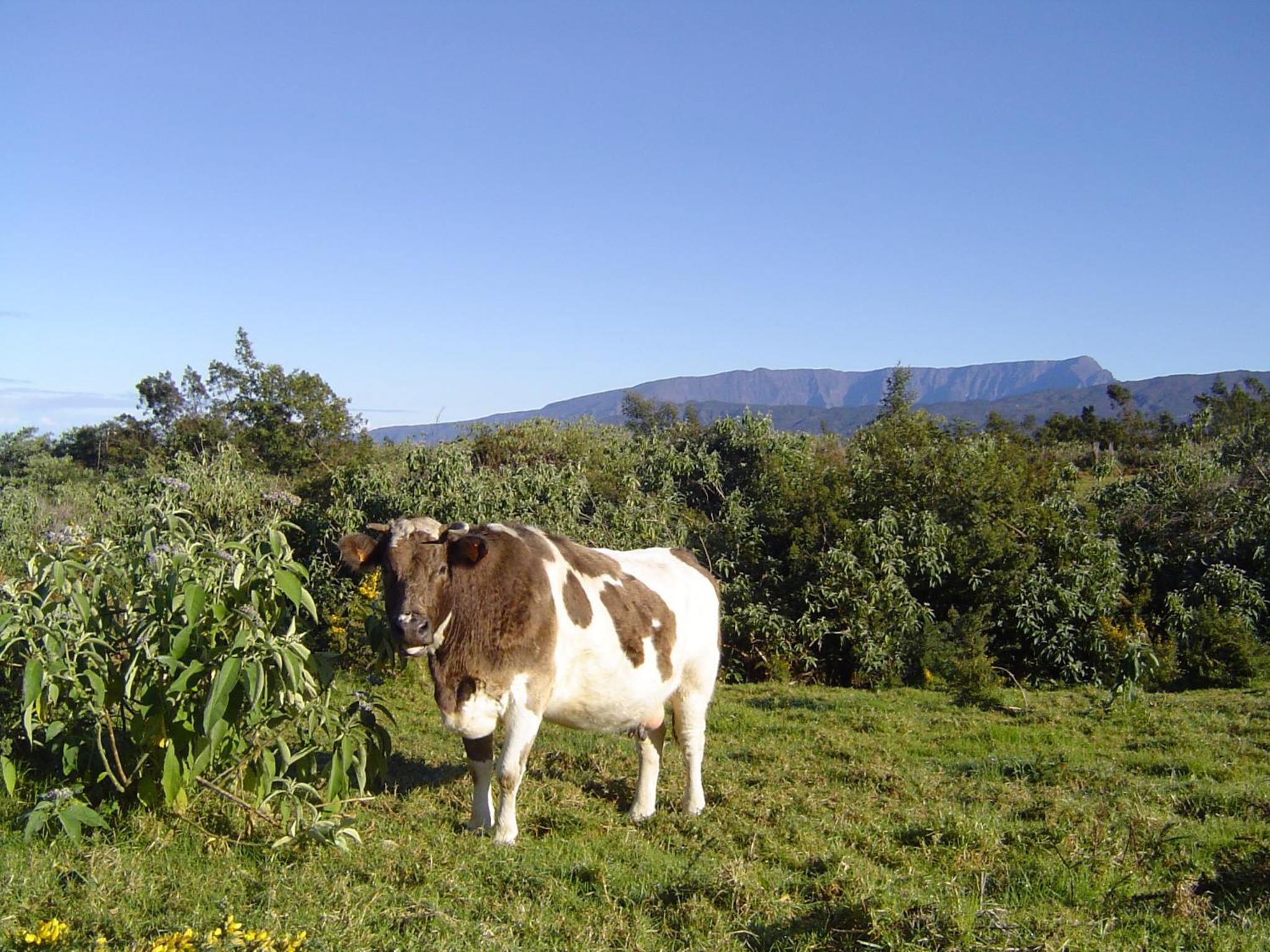 Photo 44