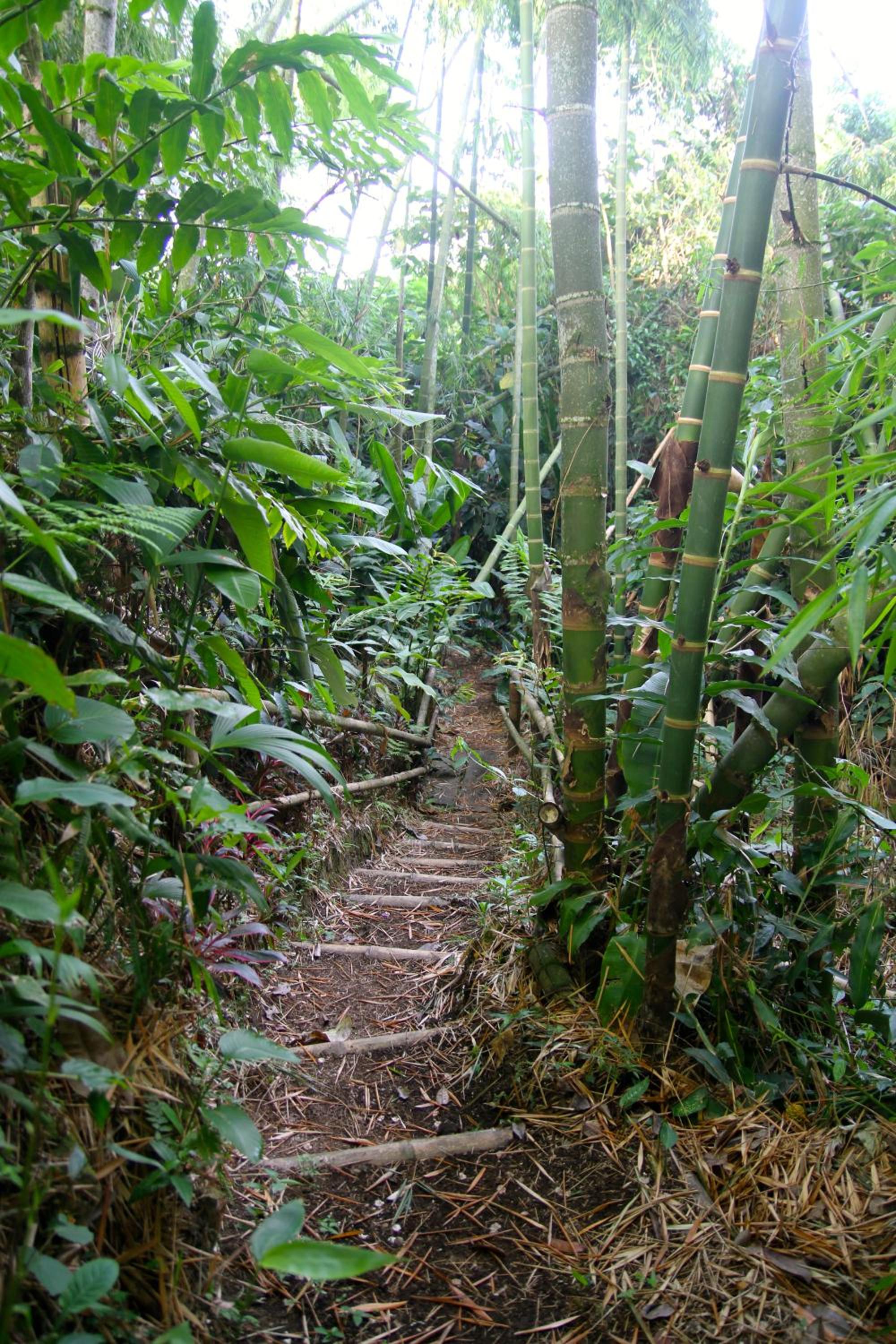 El Jardín de los Colibríes - Pereira, Risaralda
