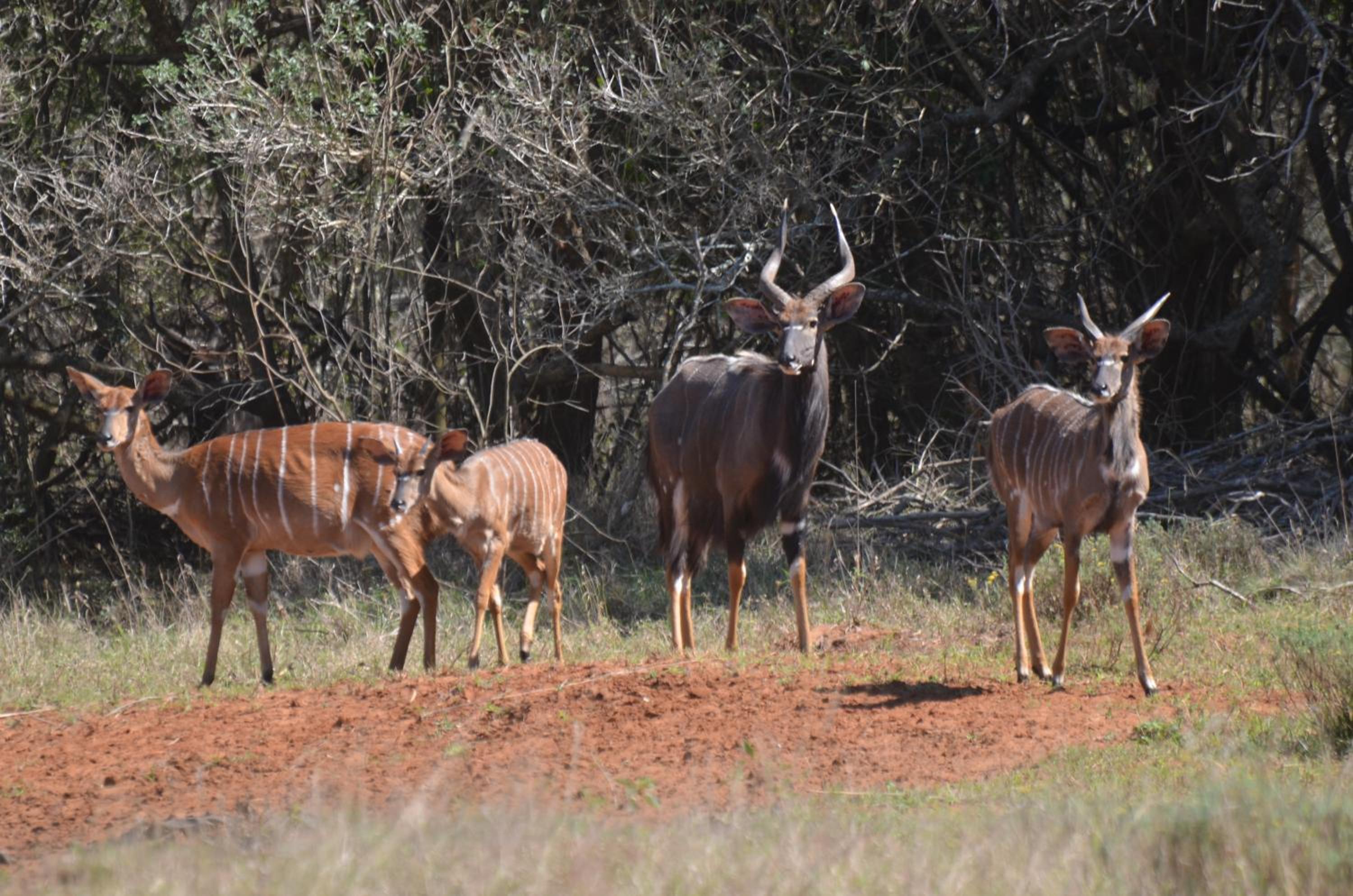 Hluhluwe Vacations - Bushbaby Lodge  Camping - Property Image 10