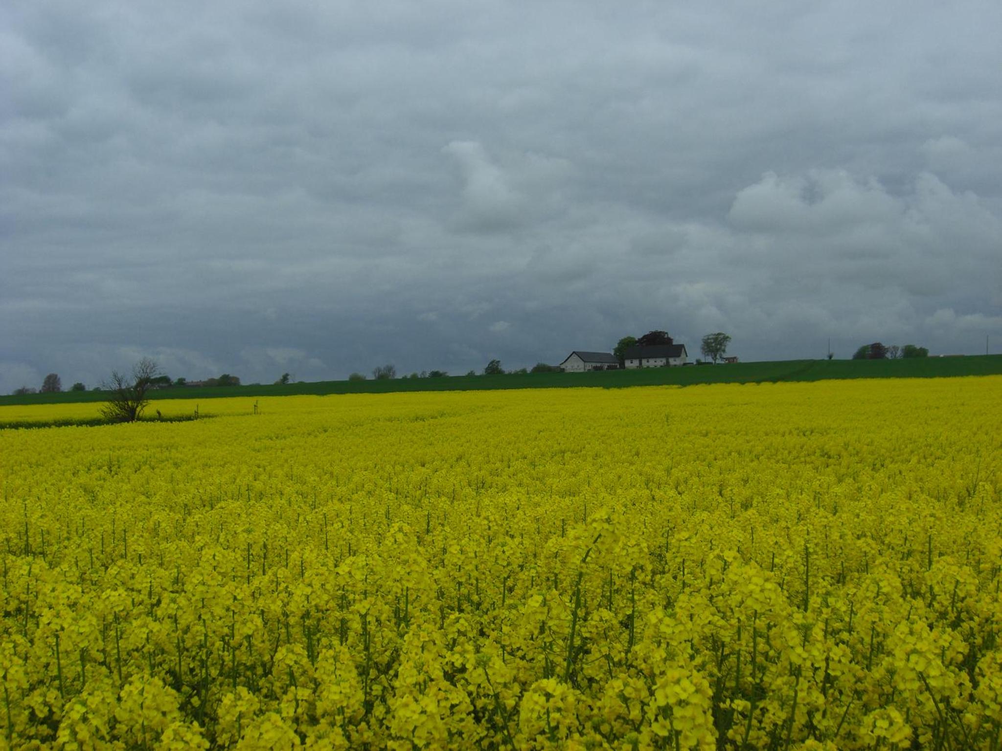 Hagestad 47