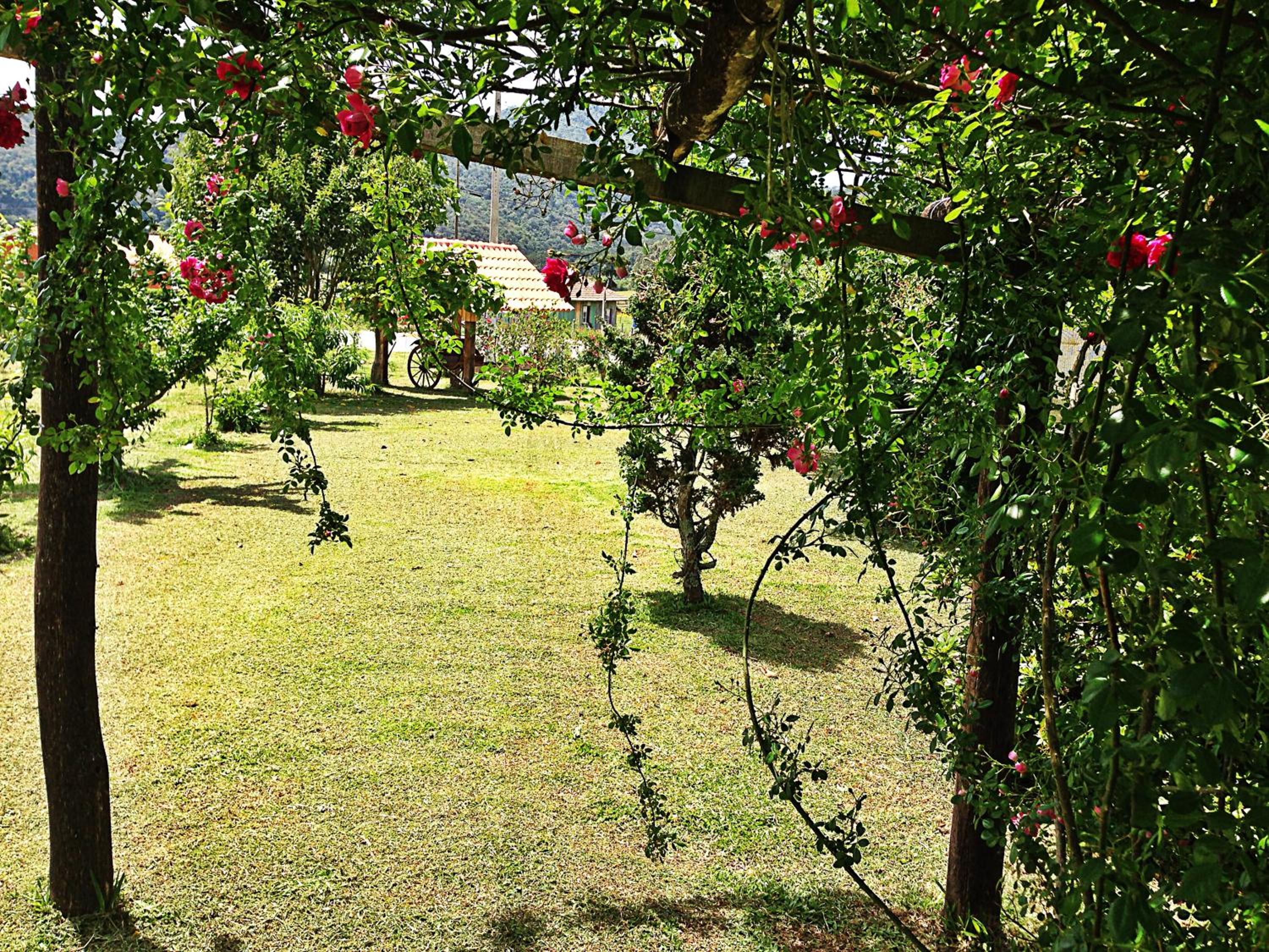 Café e Cabanas Lenha no Fogo