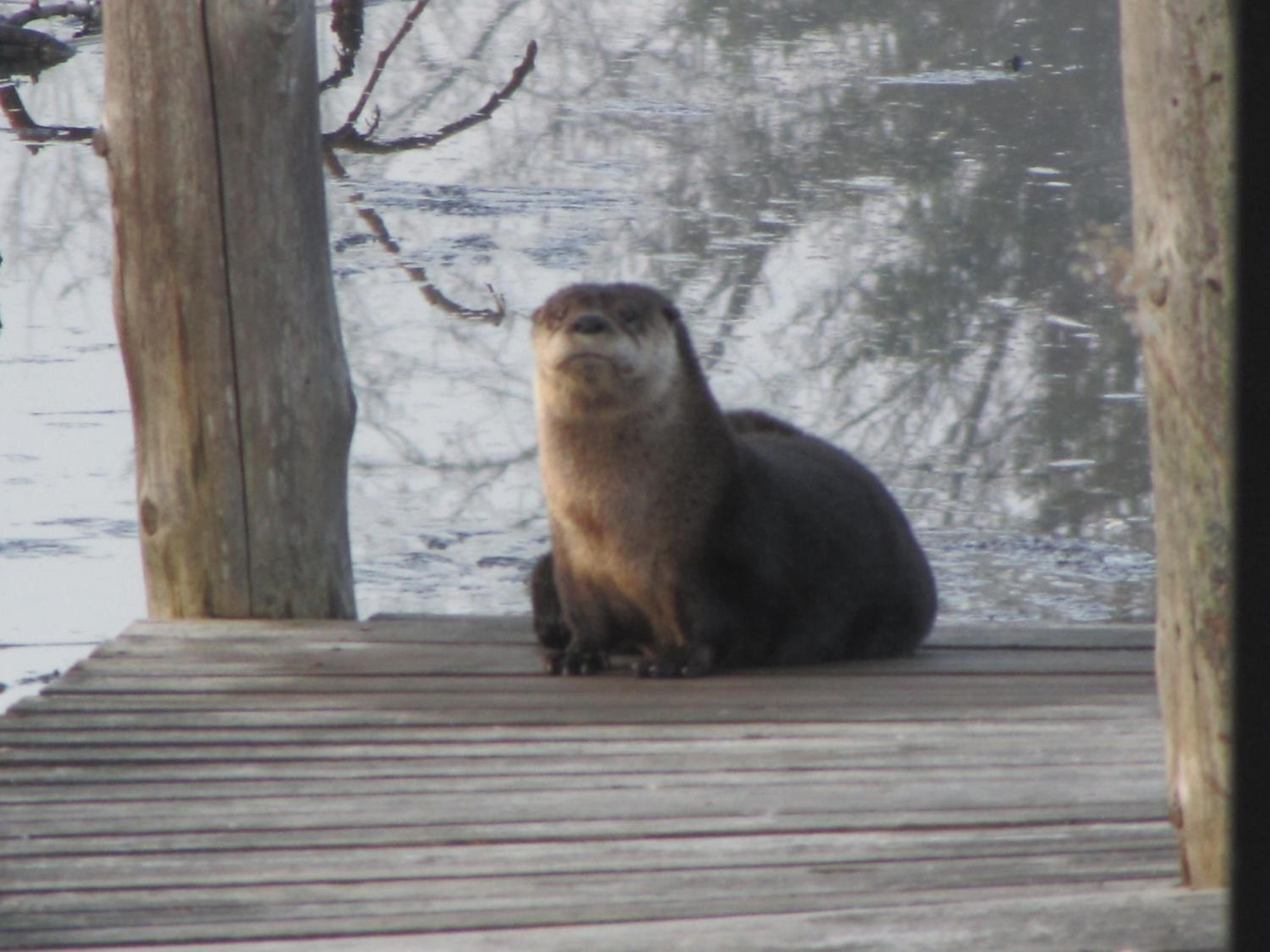 Shambhala Bed and Breakfast