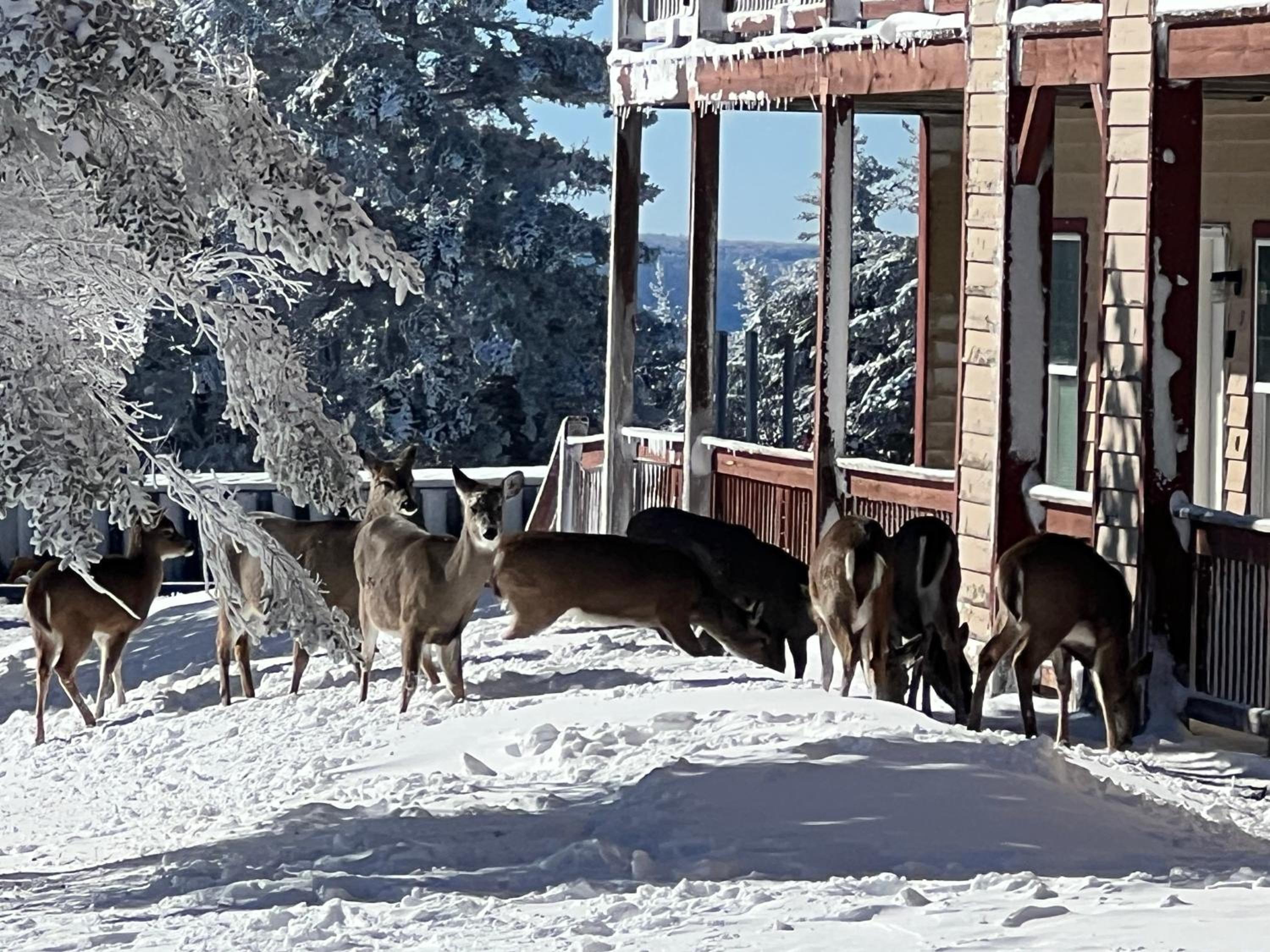 Slope side 8 BR at Sanctuary Majestic Mountain Top Estate 4800 square feet of quality sleeps 16