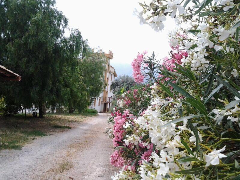 Photo 43