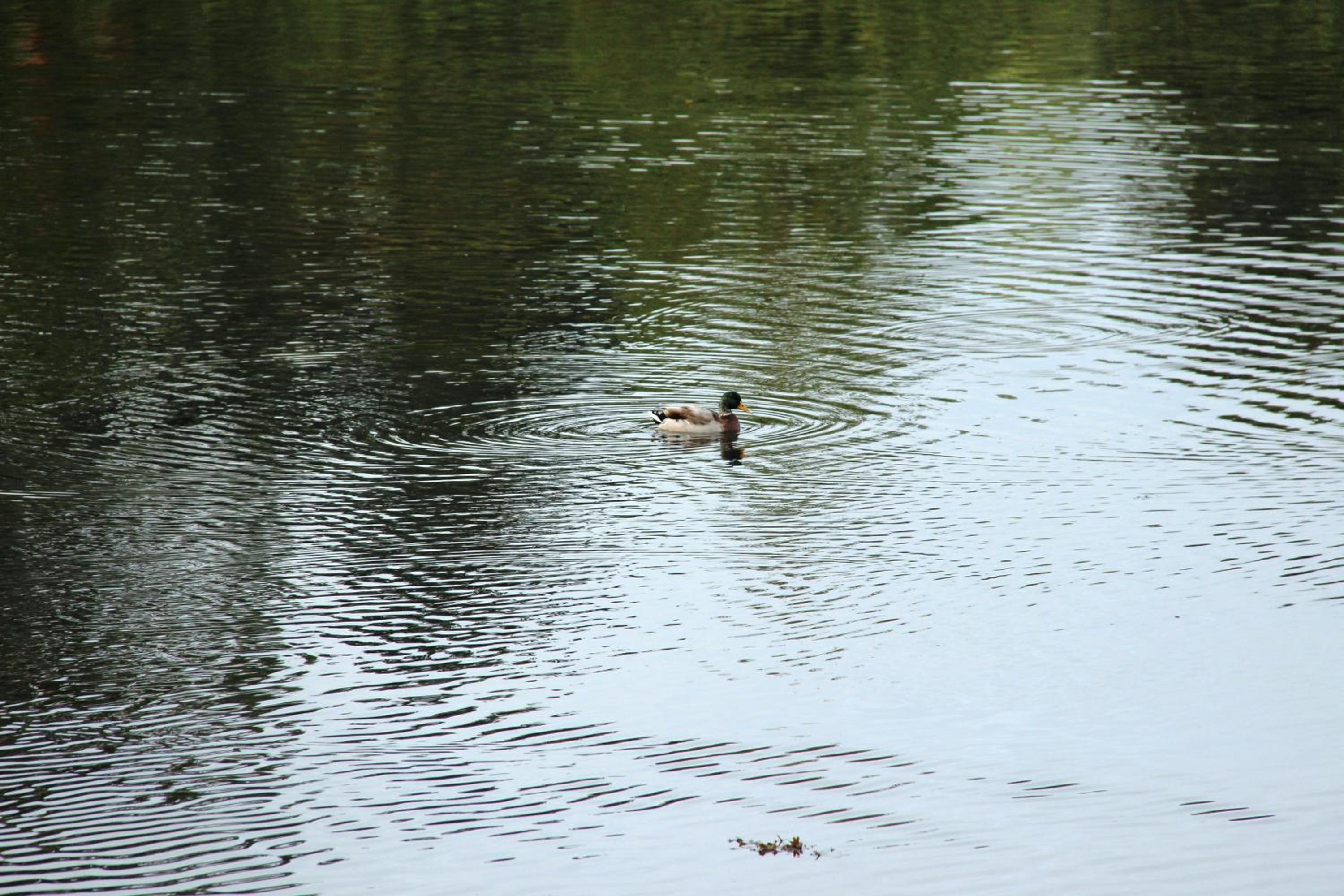 Photo 39