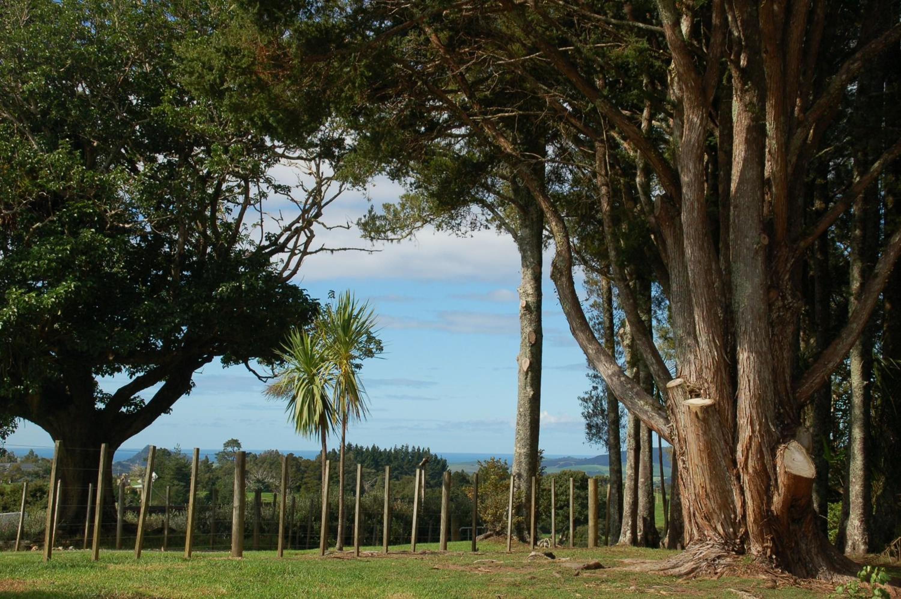 Kohinui Glade Holiday Cottage