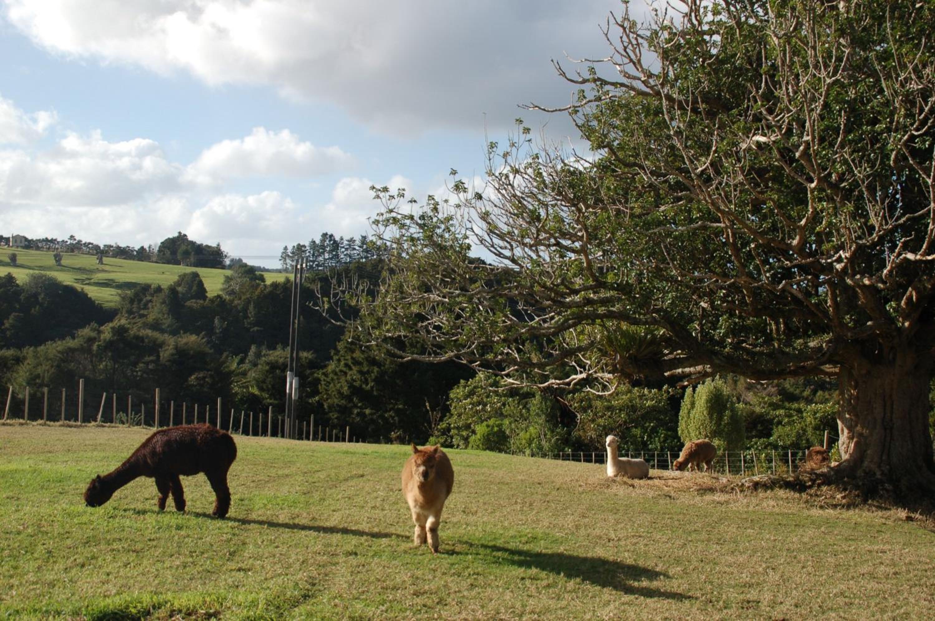 Kohinui Glade Holiday Cottage