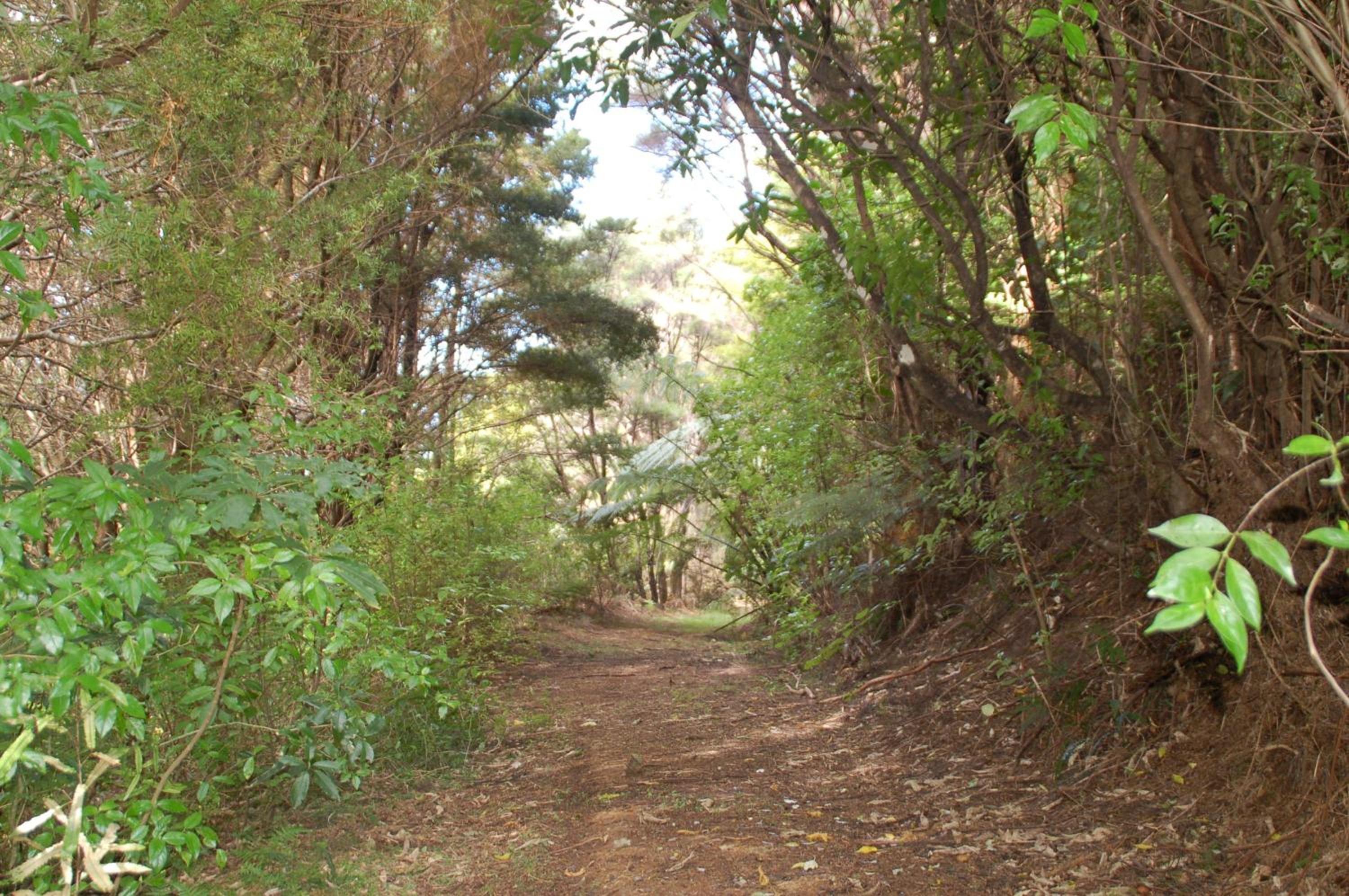 Kohinui Glade Holiday Cottage