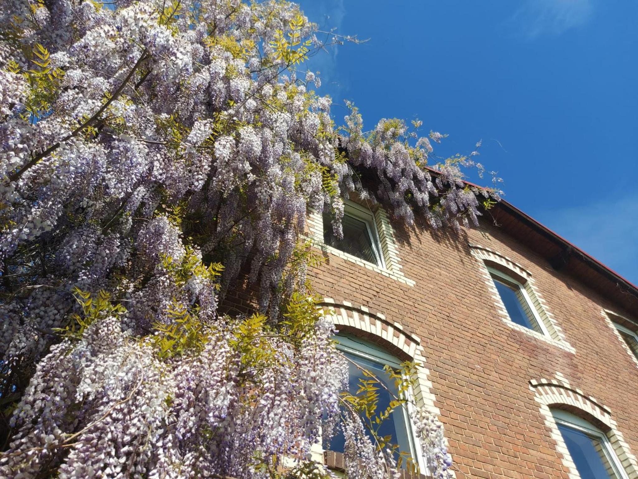 Villa Oranje, photo 2