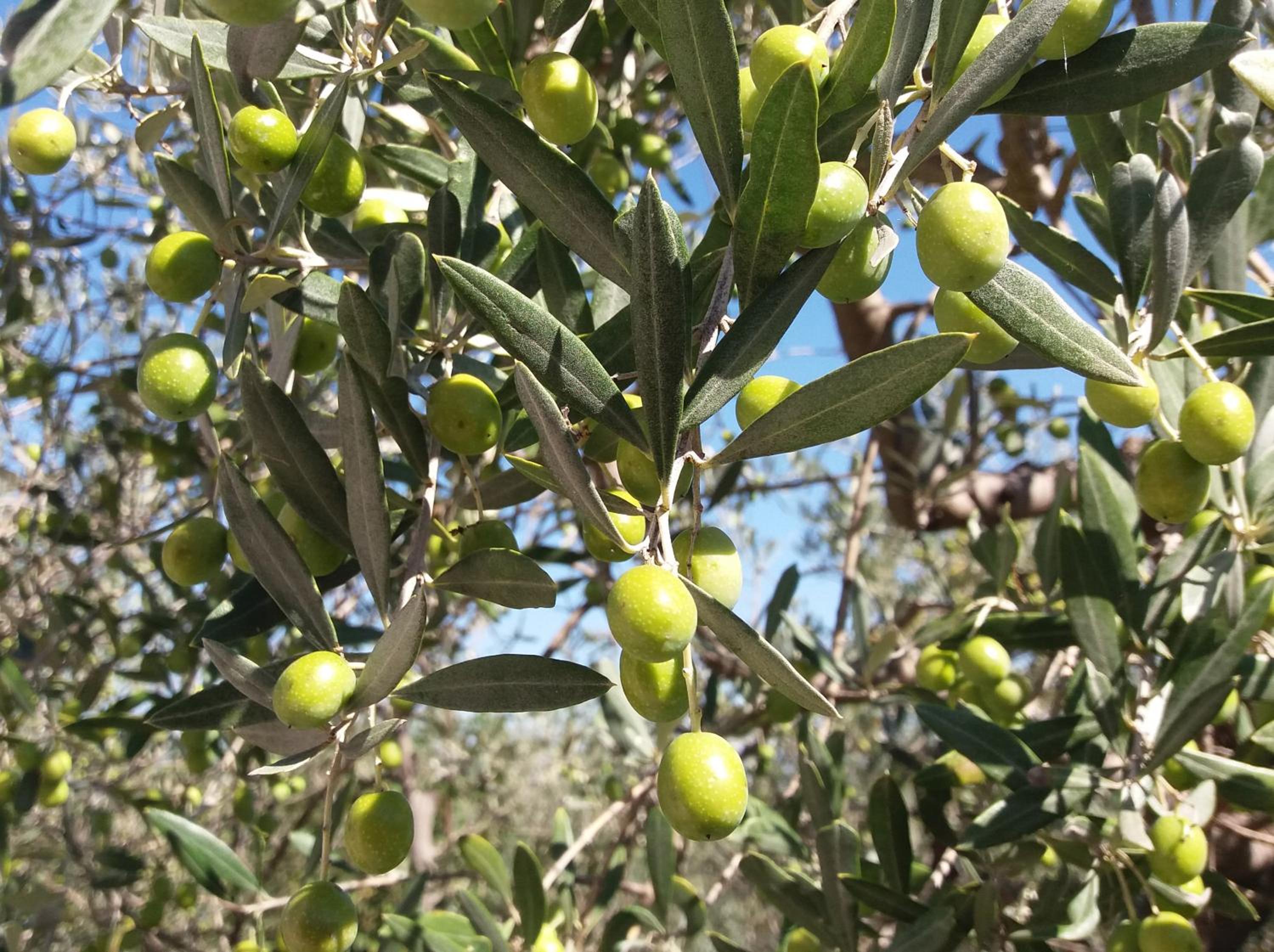 Tenuta Colverano