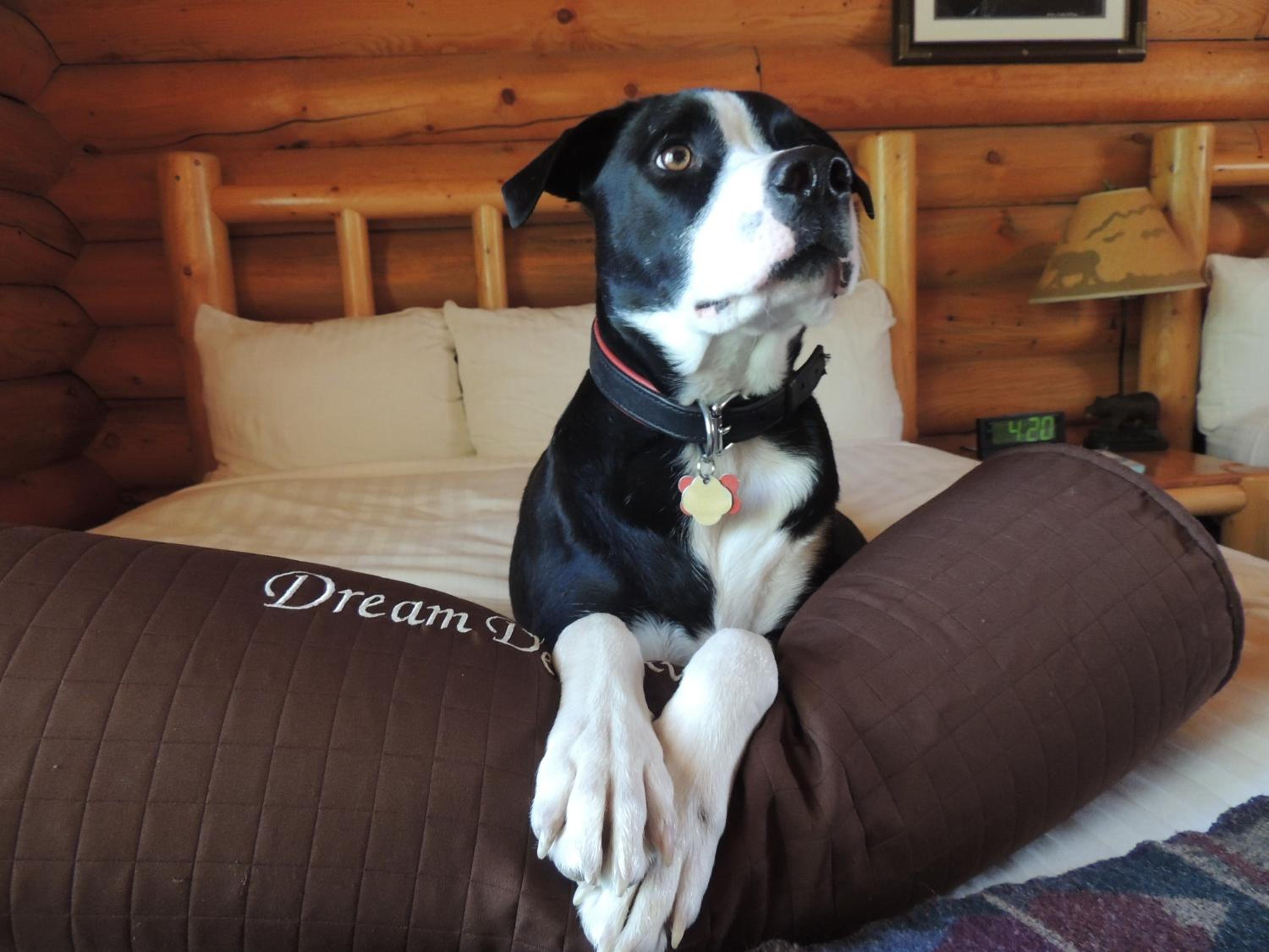 Moran Vacations - Togwotee Mountain Lodge - Property Image 3