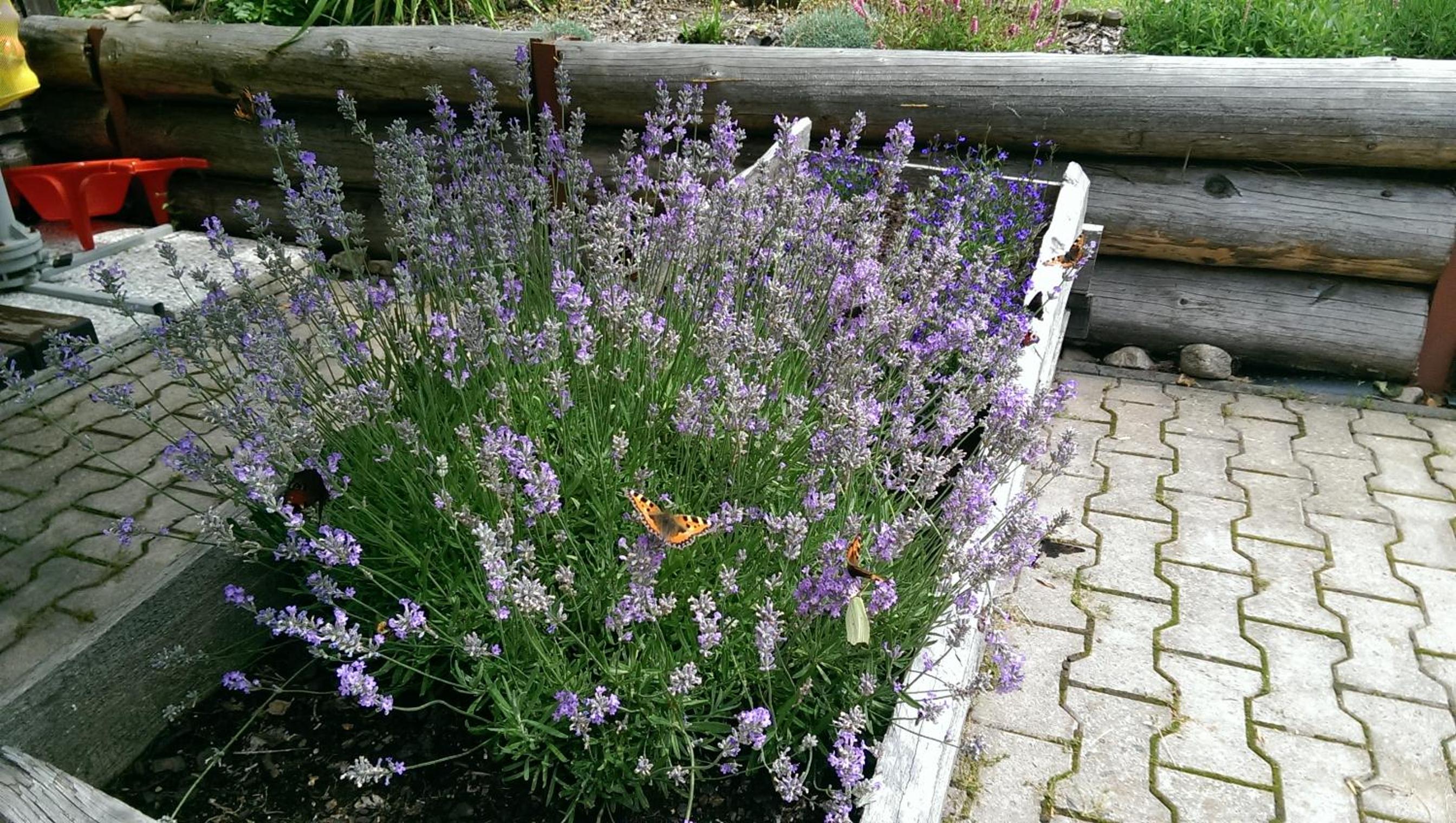 Photo 21