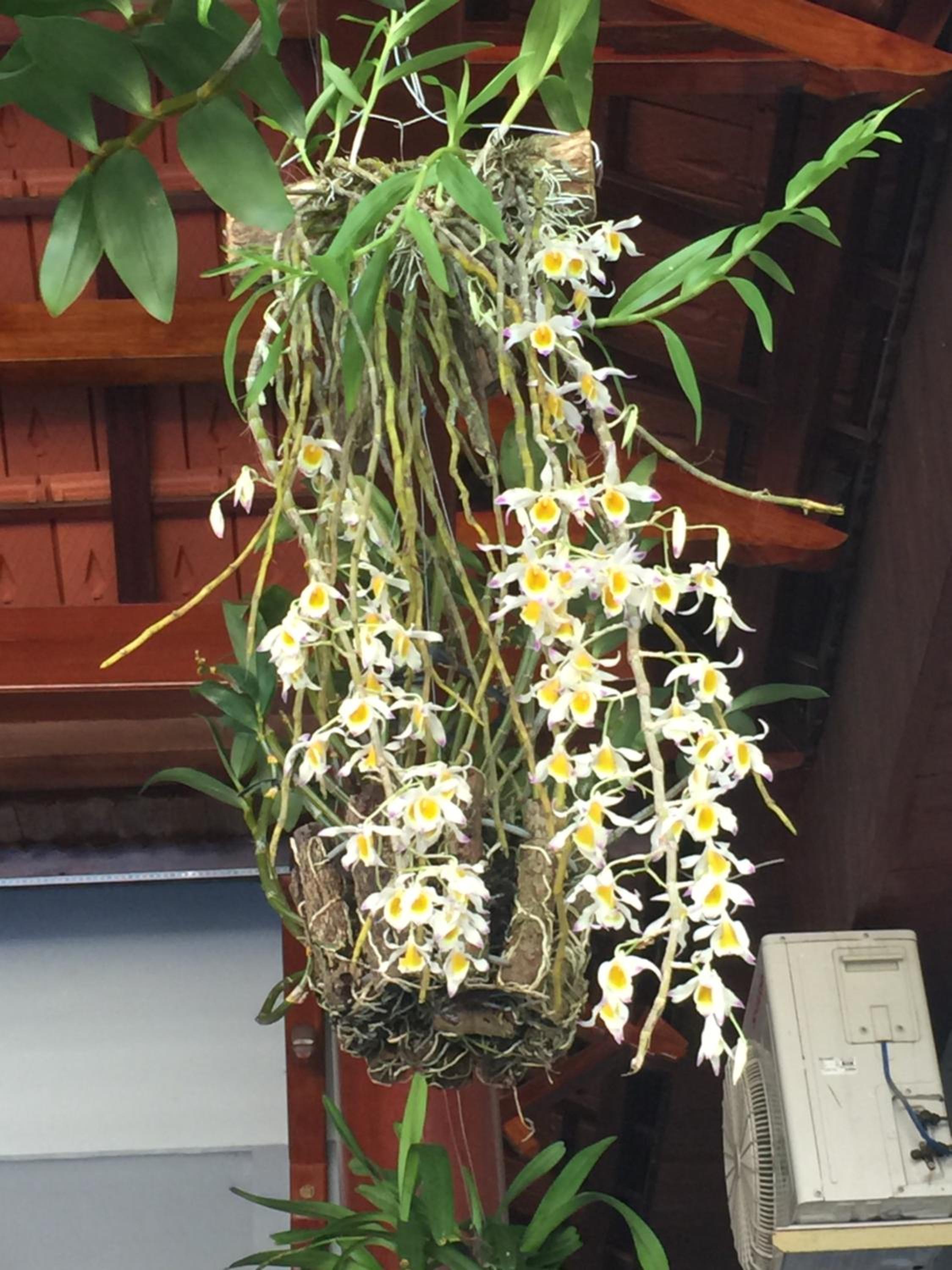 Tue Tam Garden Villa