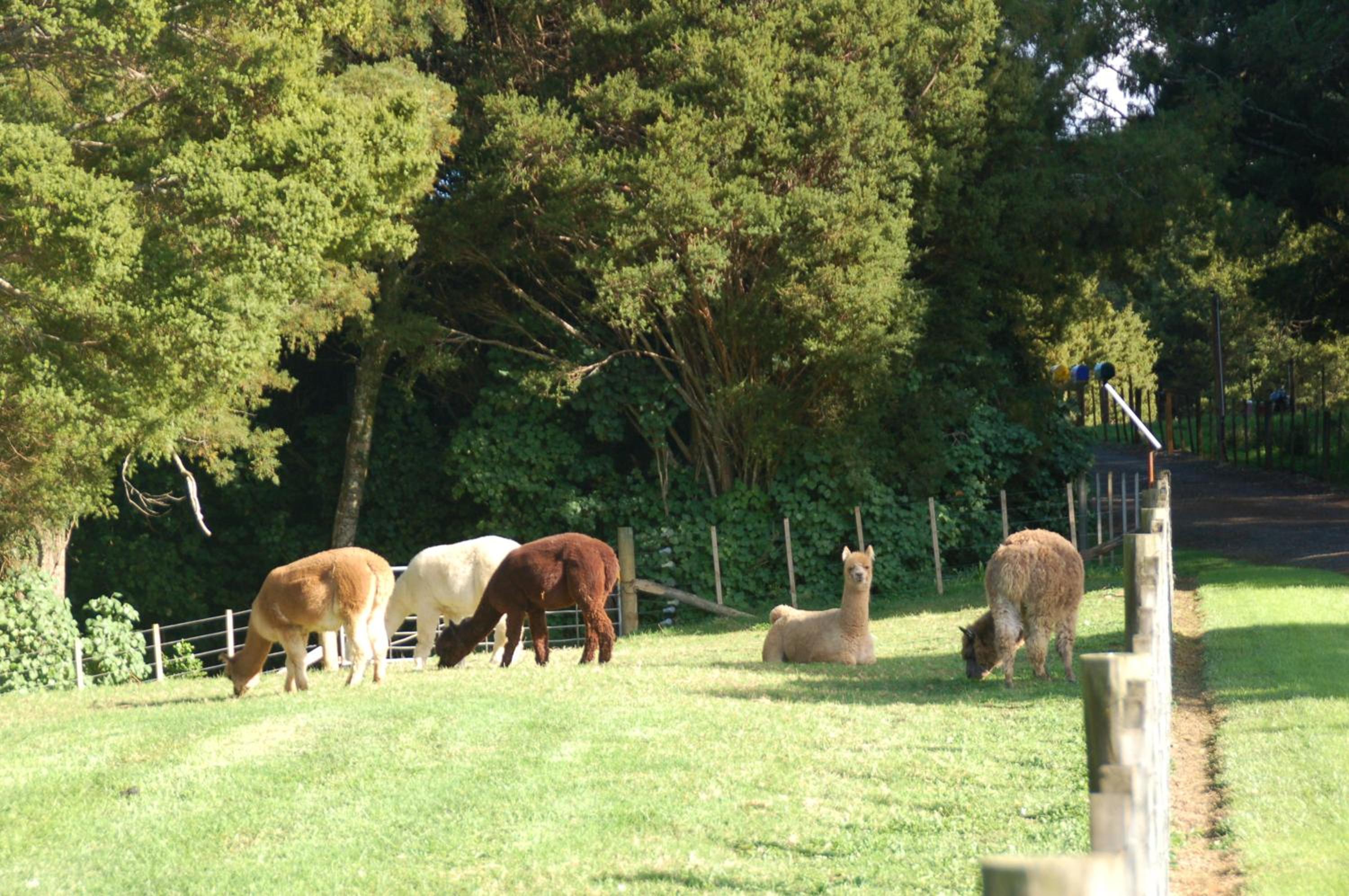 Kohinui Glade Holiday Cottage