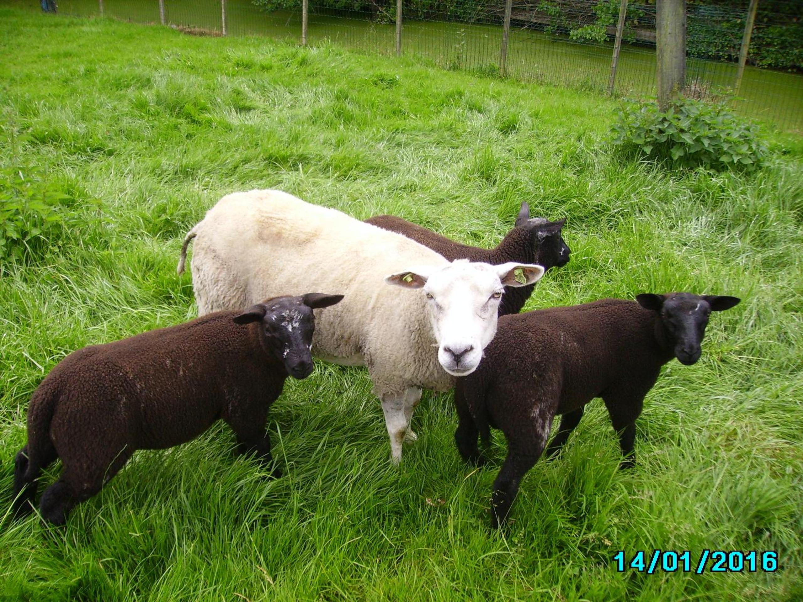 Photo 44