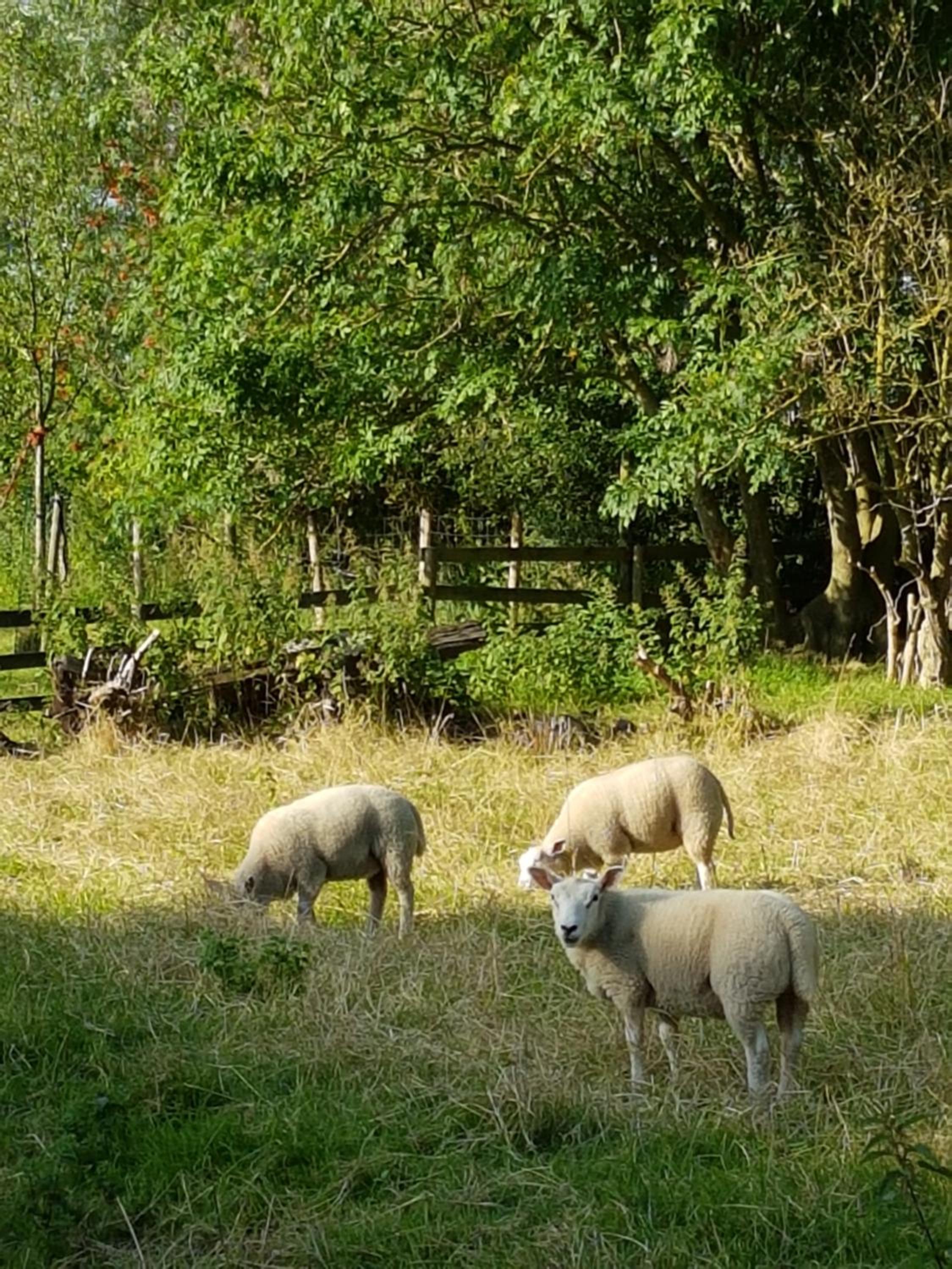 Photo 30
