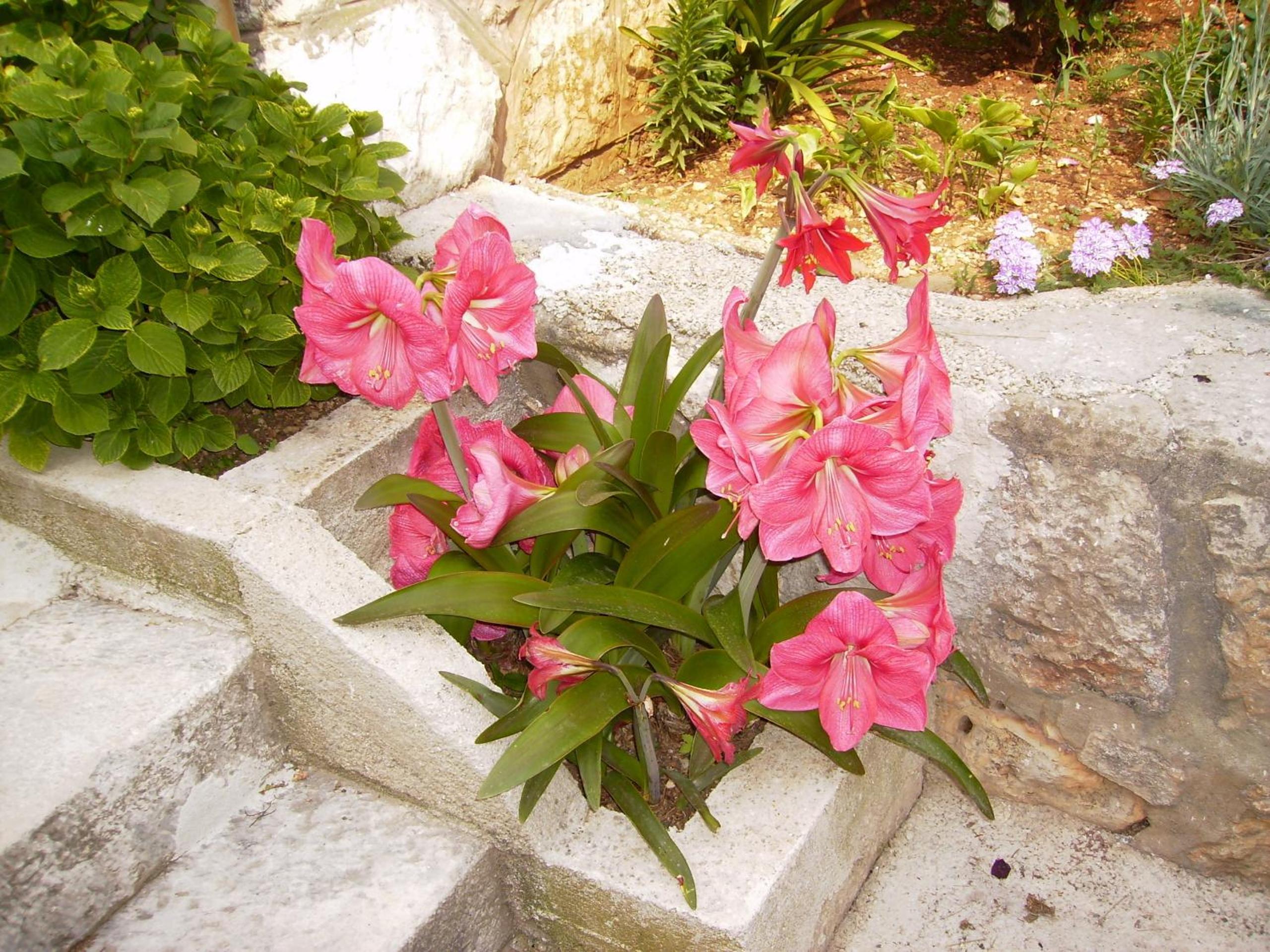 Apartment Flora