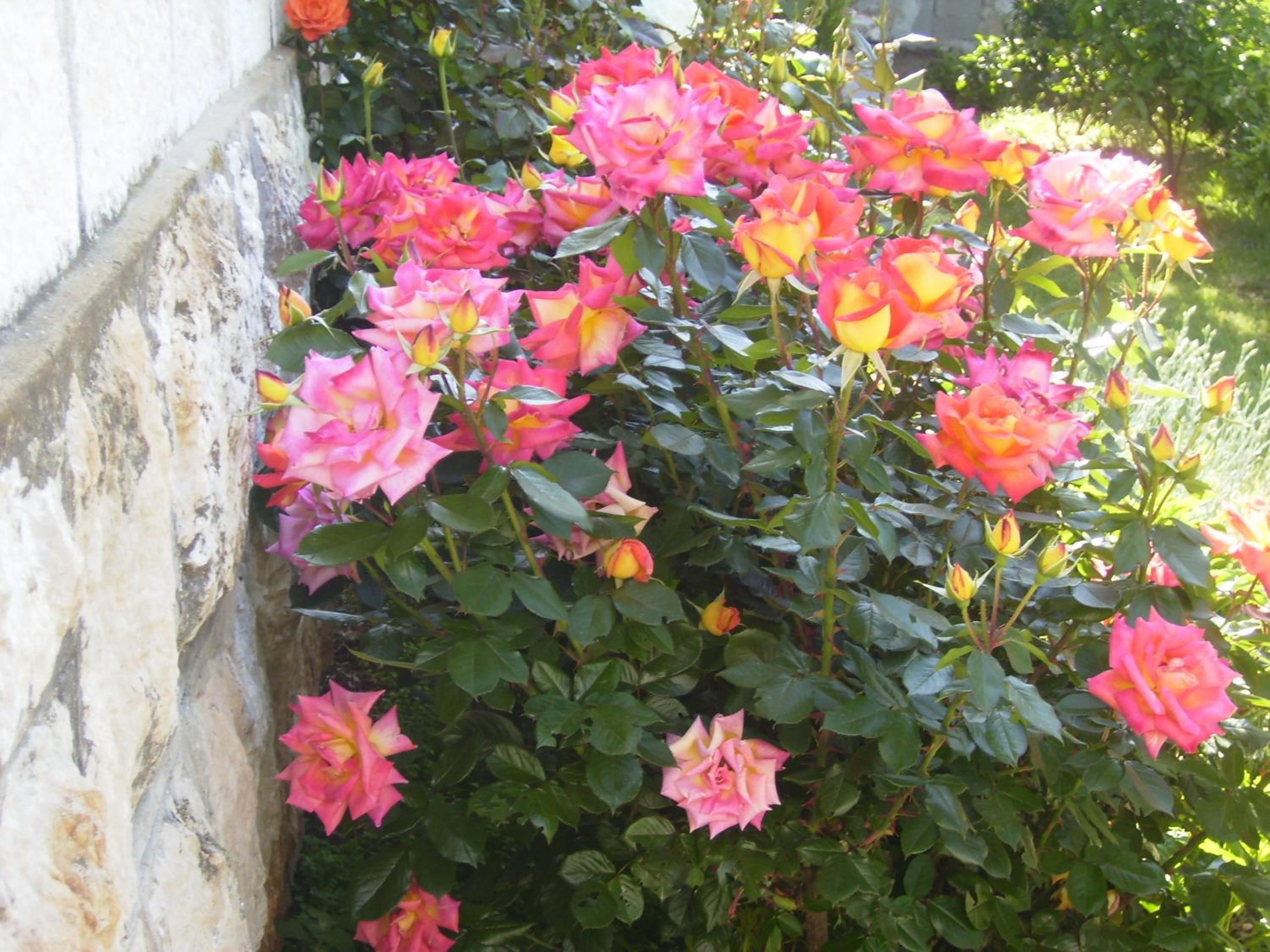 Apartment Flora