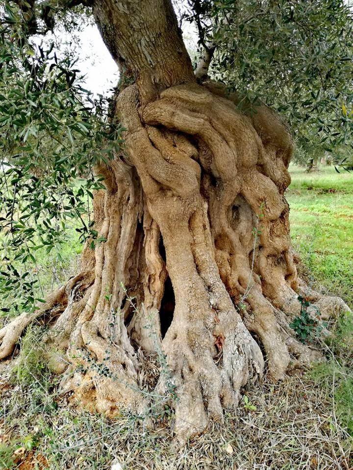 Agriturismo Spirdo