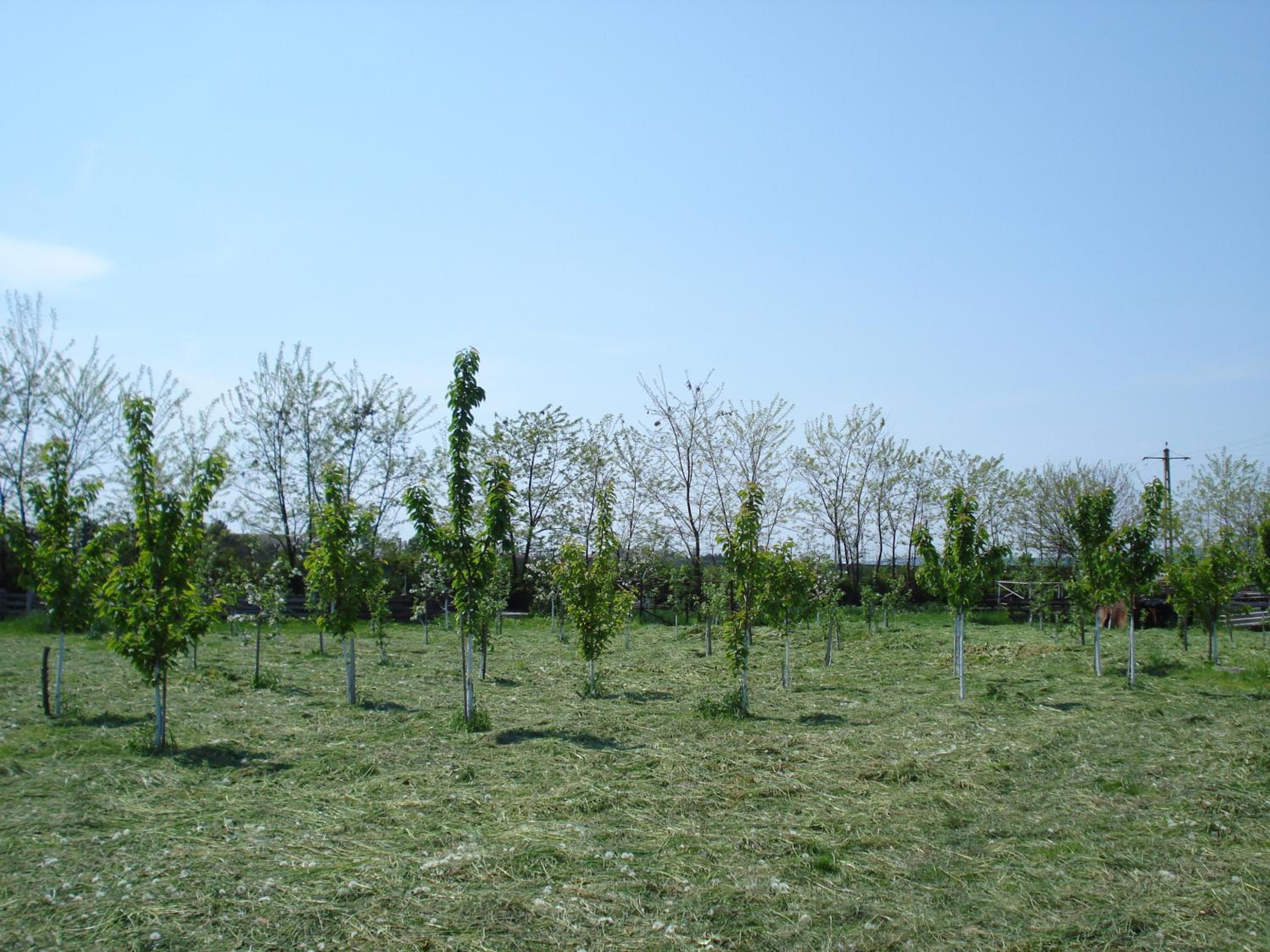 Photo 45