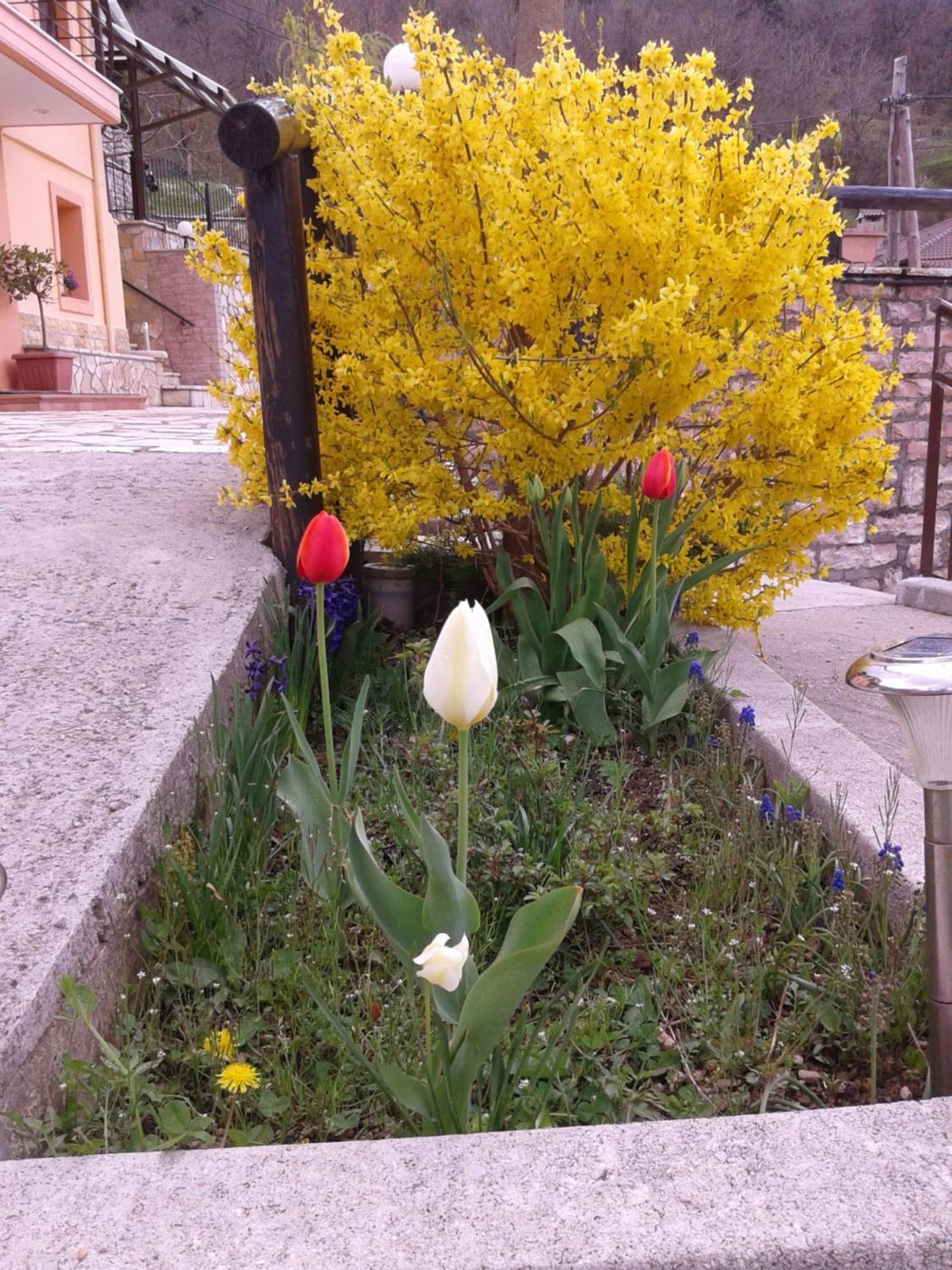Photo 44